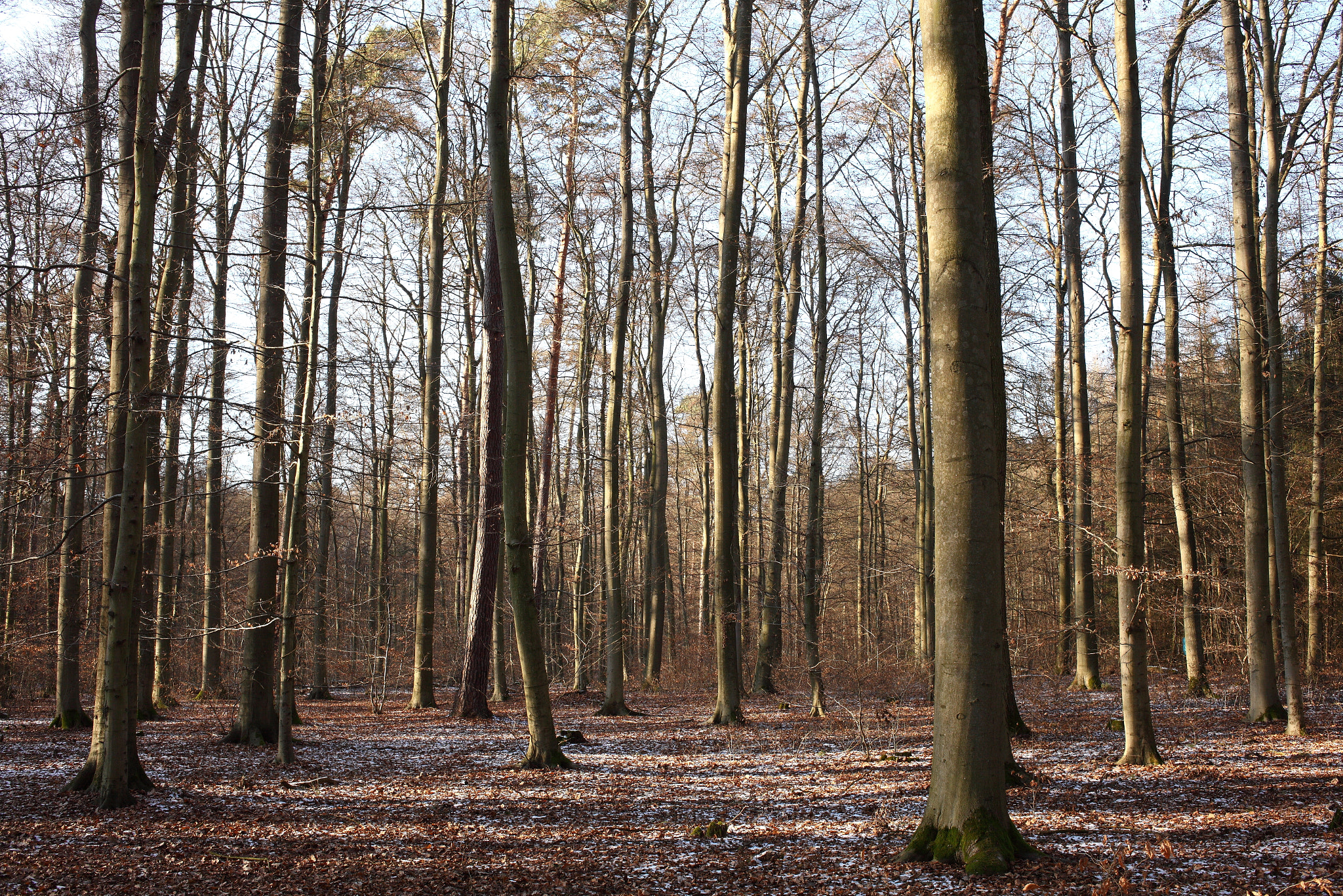 Canon EOS 5D Mark II + Canon EF 35mm F2 sample photo. The beech forest photography