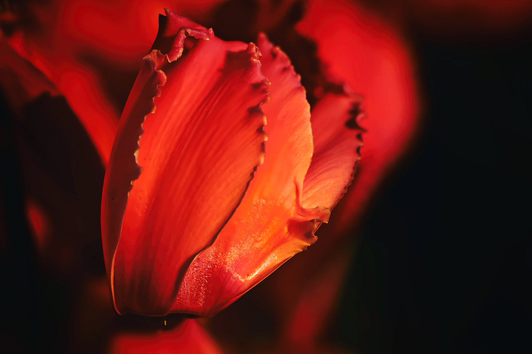 Canon EF 100mm F2.8 Macro USM sample photo. Fire on the floor photography