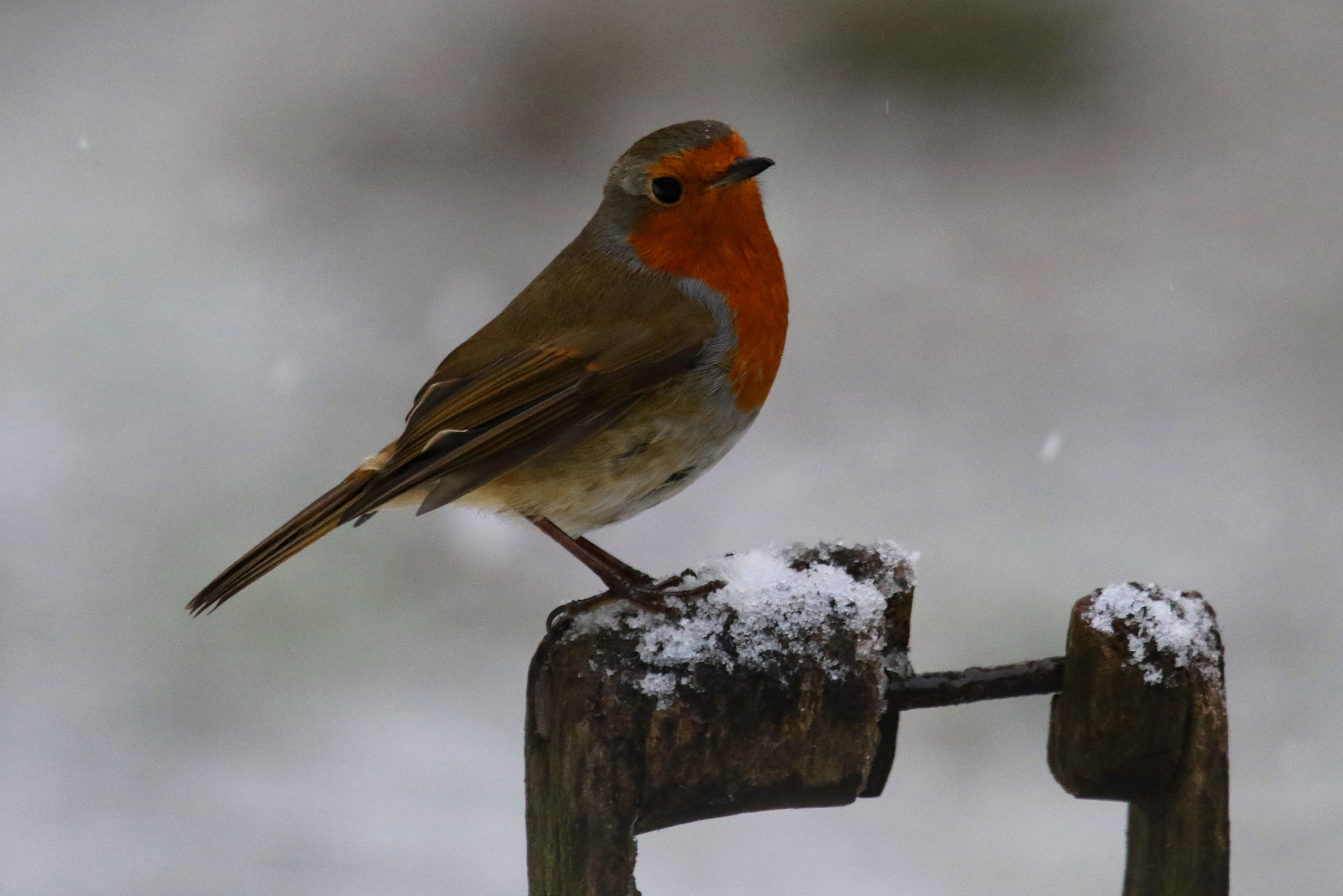Canon EOS 7D Mark II + Canon EF 100-400mm F4.5-5.6L IS USM sample photo. Robin in winter photography