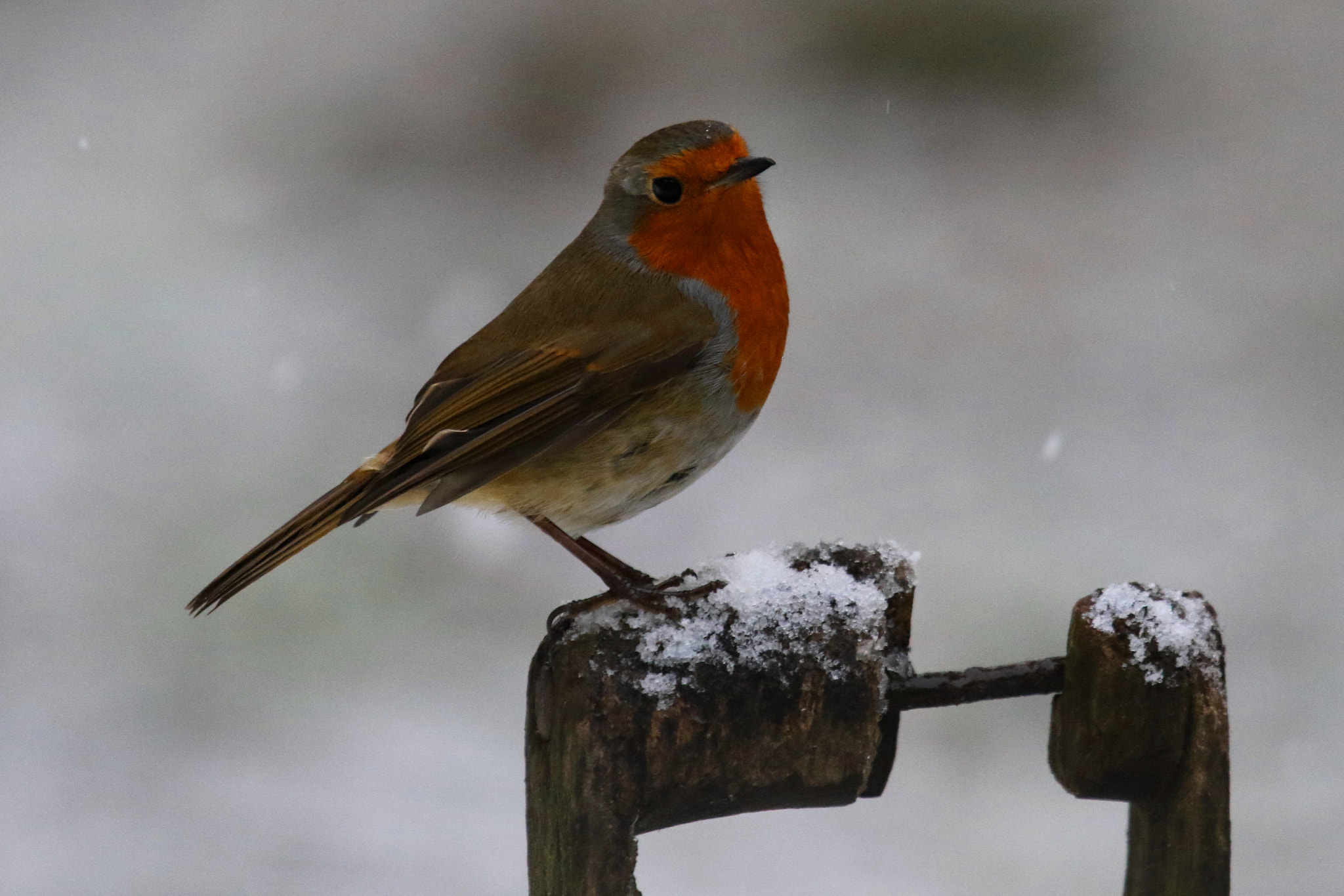 Canon EF 100-400mm F4.5-5.6L IS USM sample photo. Robin in winter photography