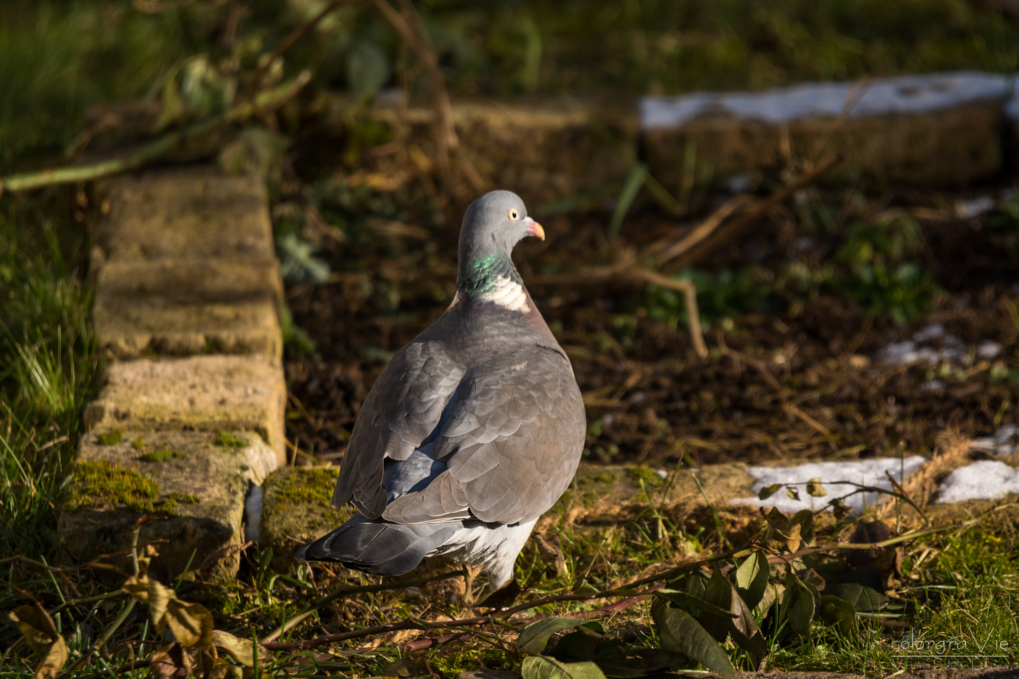 Sigma 70-200mm F2.8 EX DG OS HSM sample photo. Common wood pigeon photography