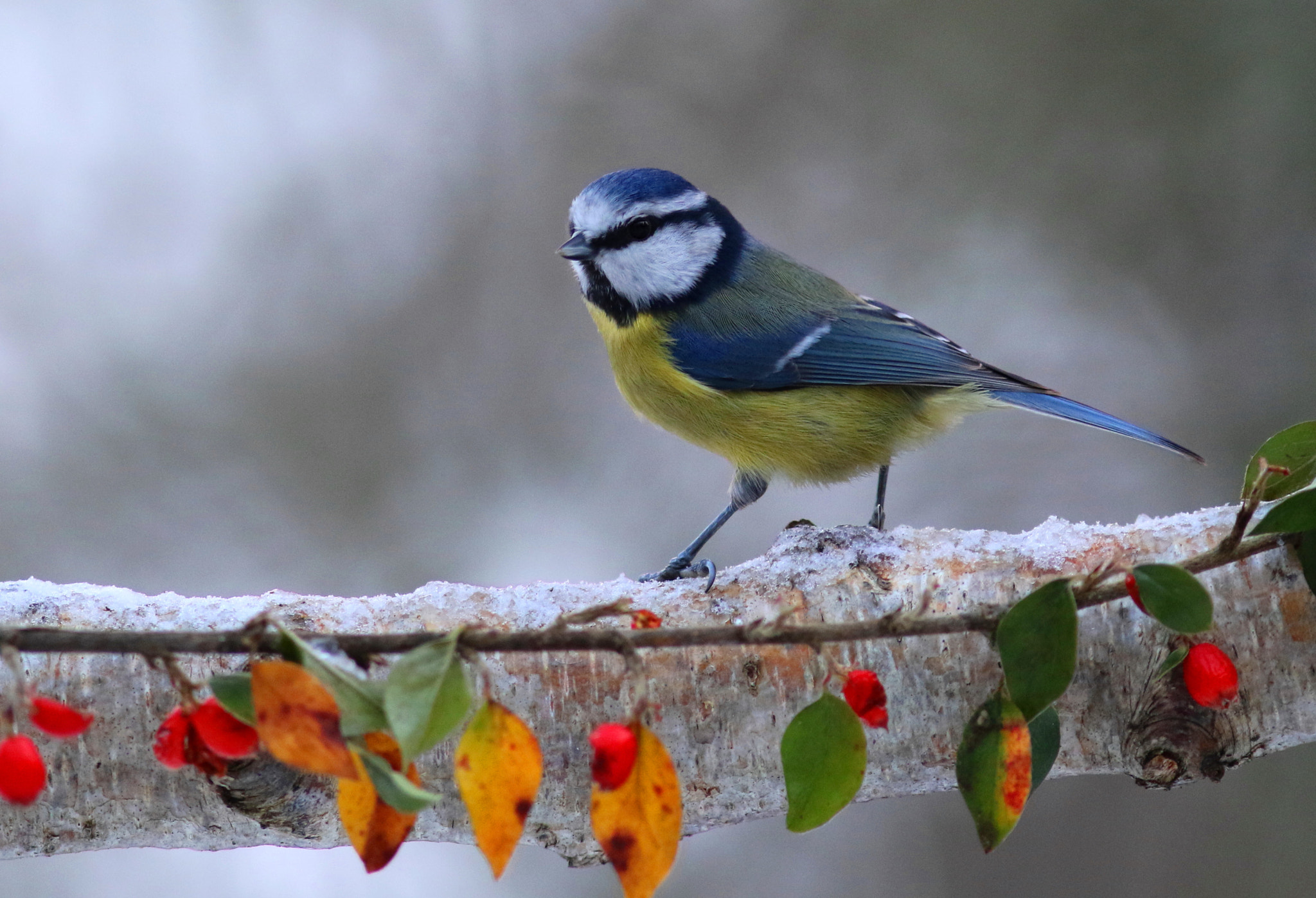 Canon EF 300mm F4L IS USM sample photo. Blue tit photography