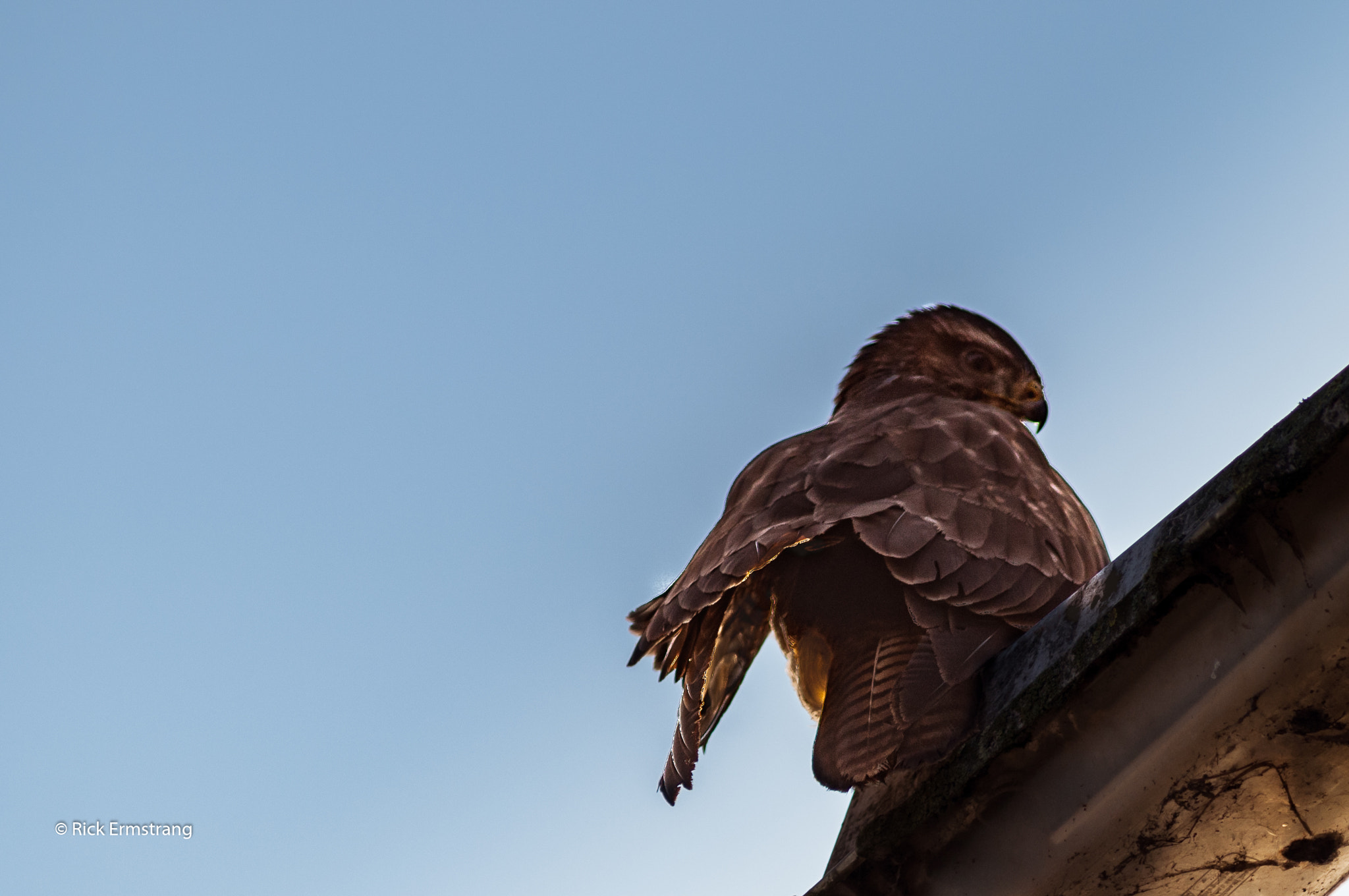 AF Nikkor 180mm f/2.8 IF-ED sample photo. Buzzard...my first and not the last.love them!! photography