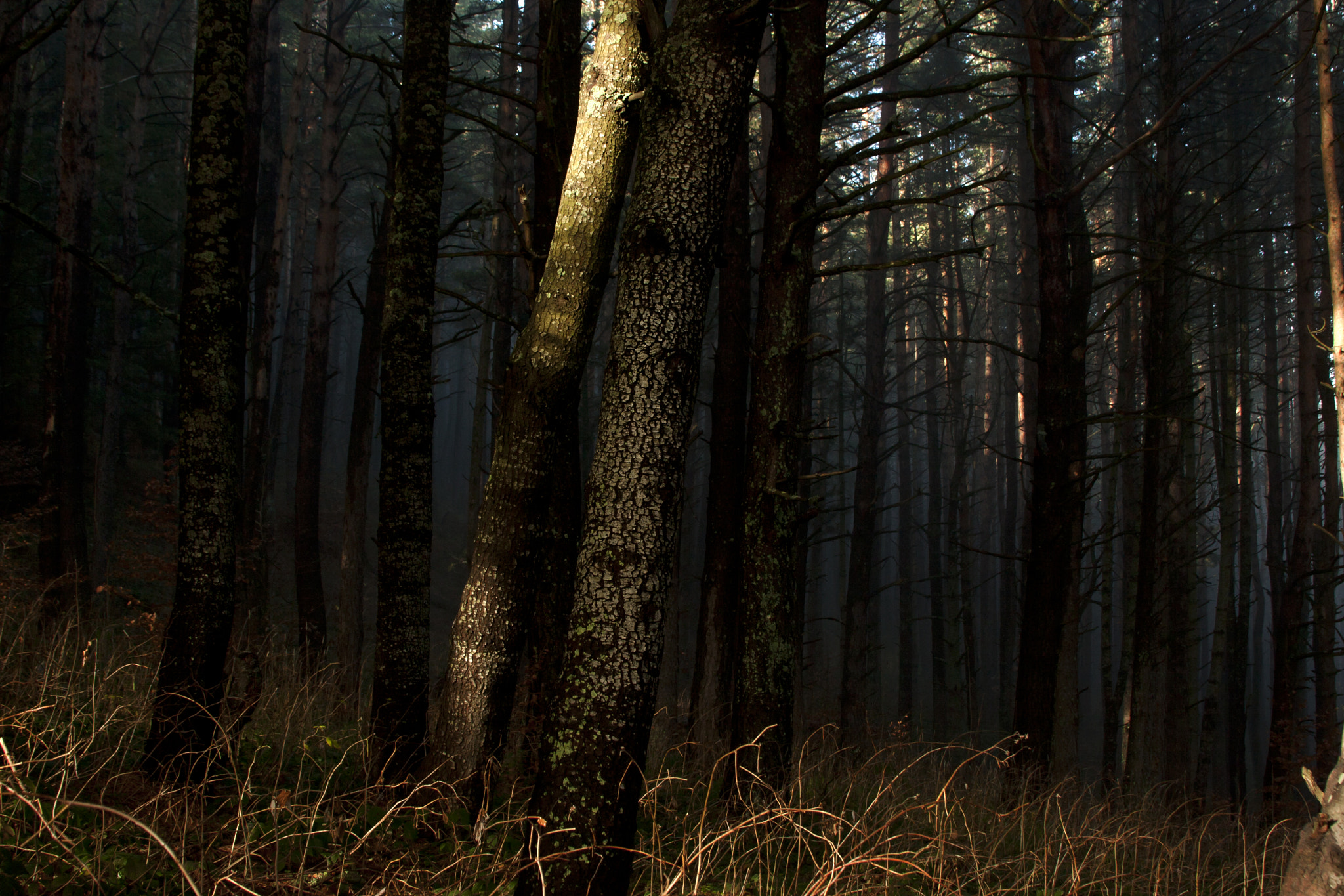 Canon EF 28-135mm F3.5-5.6 IS USM sample photo. Trees photography