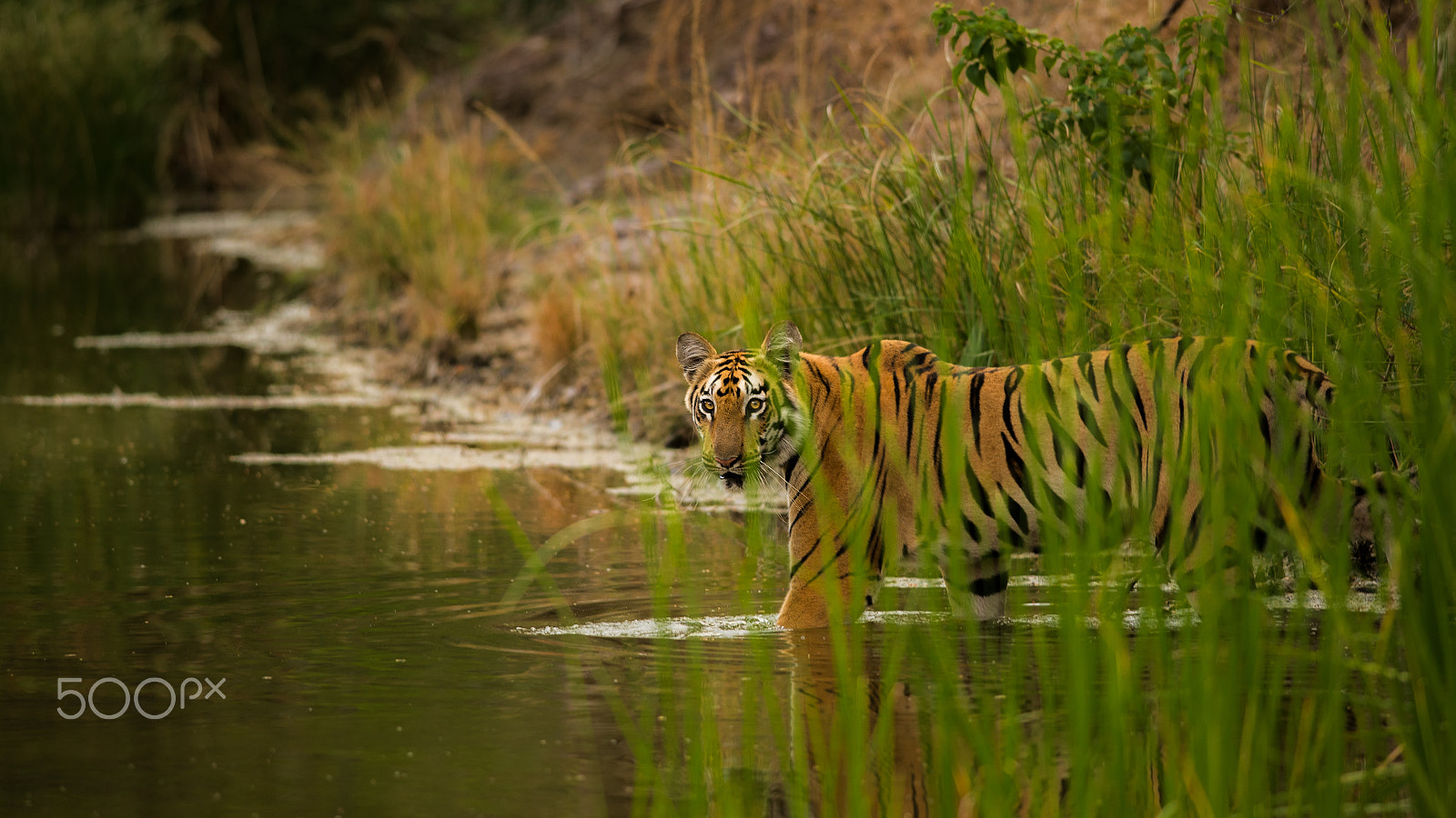 Nikon D610 + Nikon AF-S Nikkor 300mm F4D ED-IF sample photo. The jungle book story photography