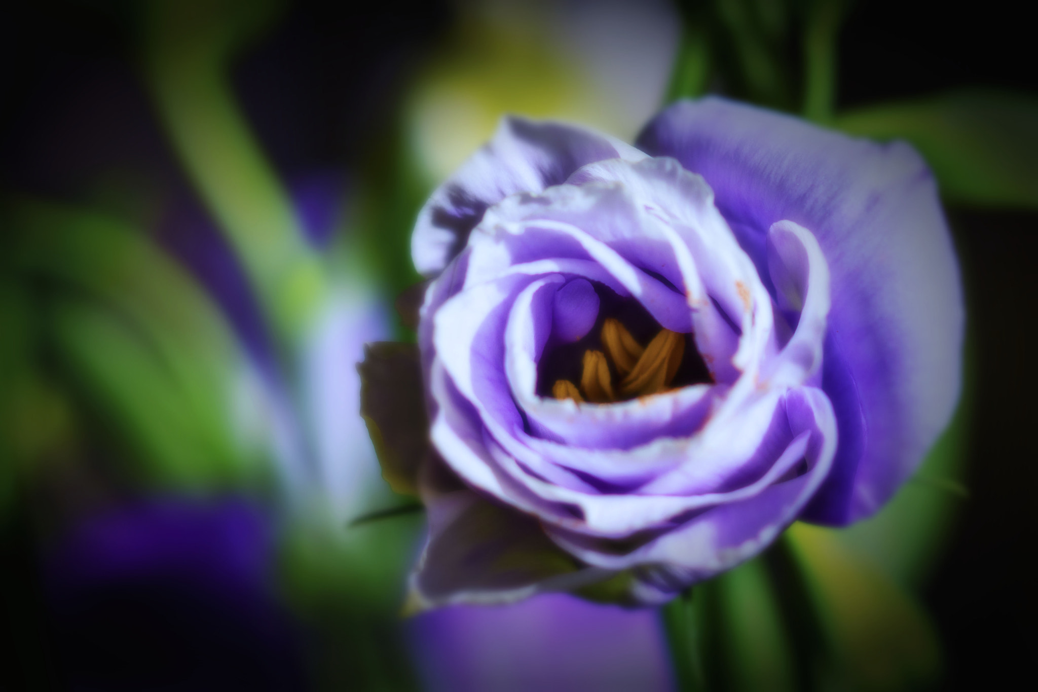 Canon EF 100mm F2.8 Macro USM sample photo. Honey photography