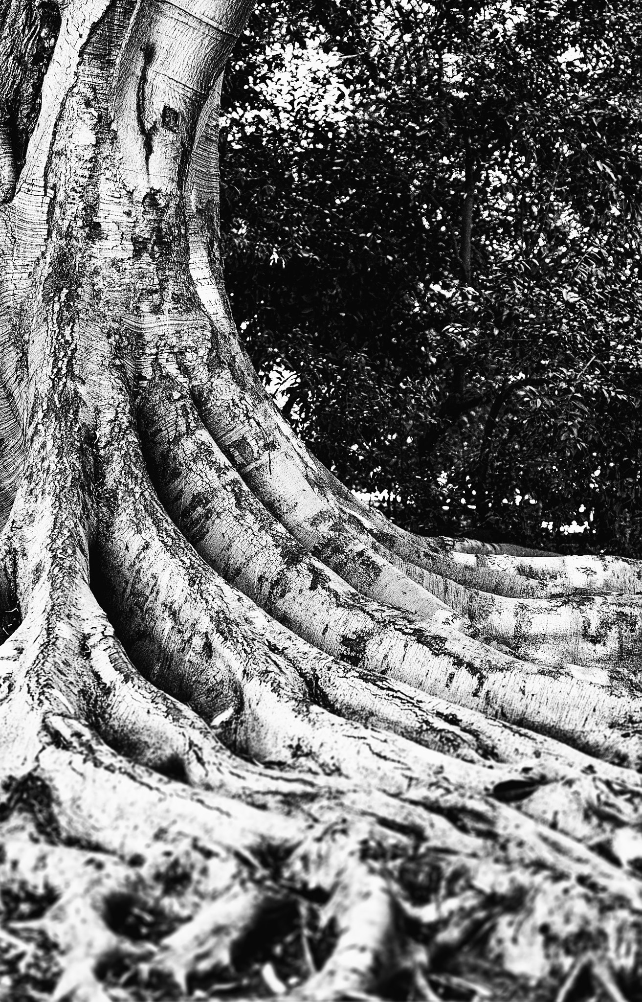 Canon EOS 5D sample photo. Australian moreton bay fig tree trunk photography