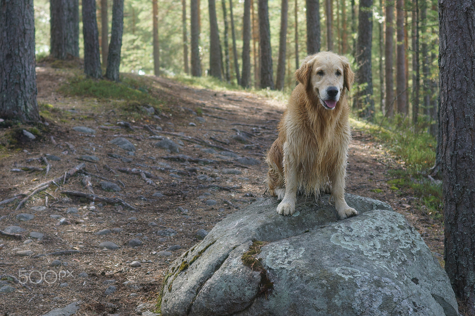 Sony SLT-A65 (SLT-A65V) sample photo. The dog breed golden retriever sitting after swimming at a large boulder on the trail in the pine... photography