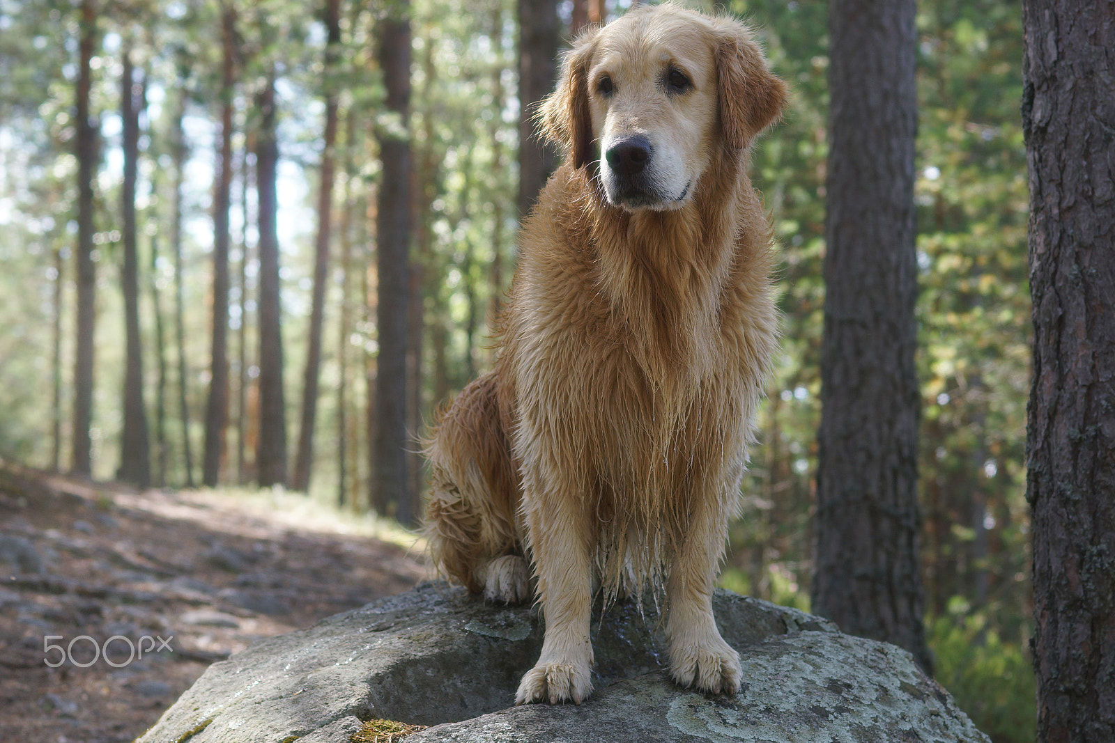 Sony SLT-A65 (SLT-A65V) sample photo. The dog breed golden retriever sitting after swimming at a large boulder on the trail in the pine... photography