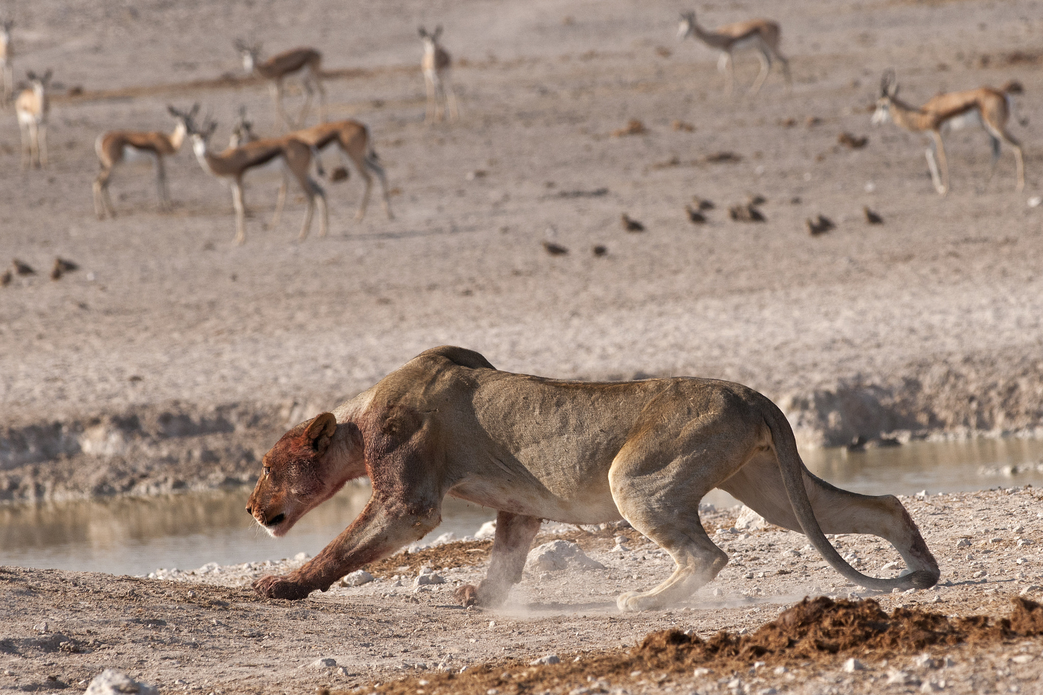 Nikon D300 + Nikon AF-S Nikkor 300mm F4D ED-IF sample photo. The lioness photography