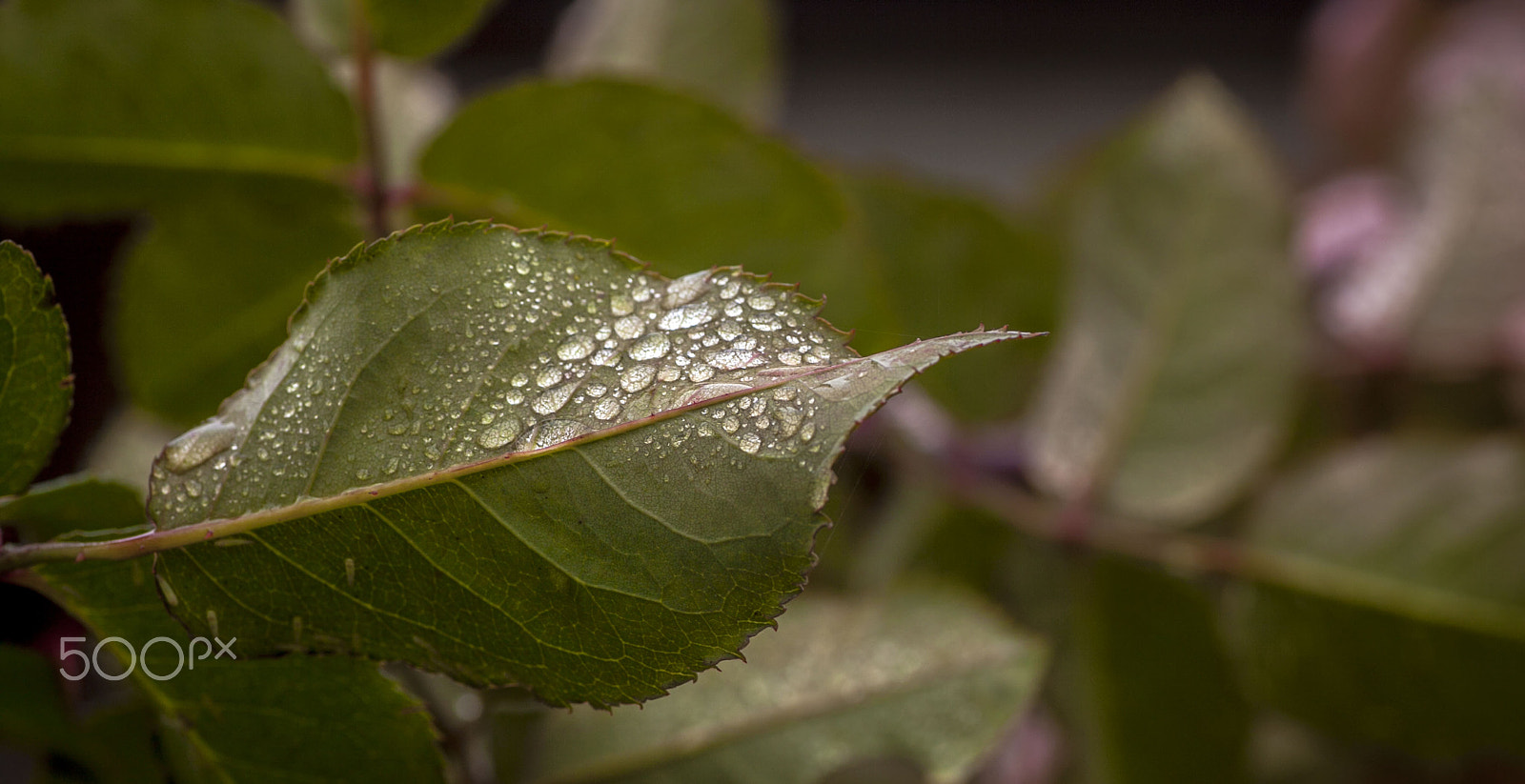 Canon EOS 5D Mark II + Tamron SP AF 90mm F2.8 Di Macro sample photo. Rose photography