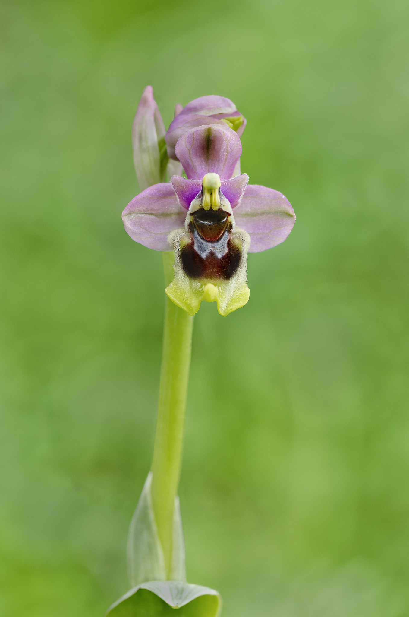 Nikon D7000 sample photo. Ophrys tenthredinifera photography