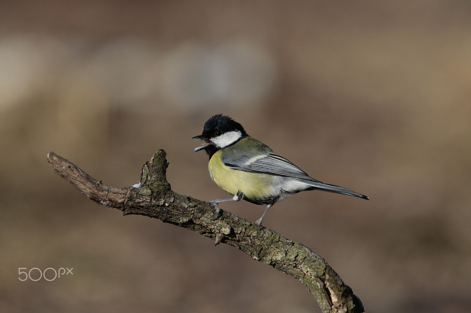 Canon EOS-1D X + Canon EF 300mm F2.8L IS USM sample photo. Tit photography