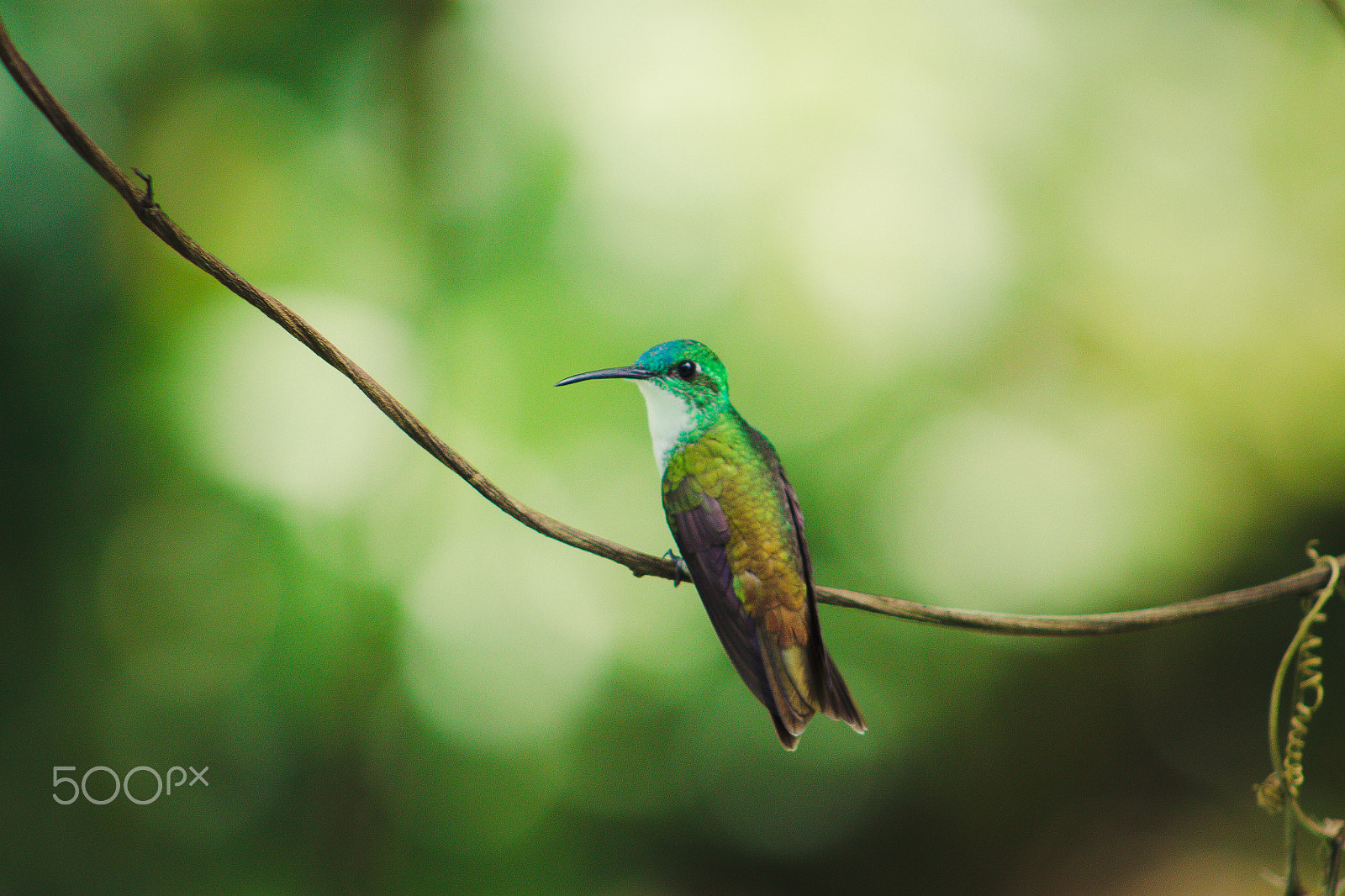 EF75-300mm f/4-5.6 sample photo. Posing photography