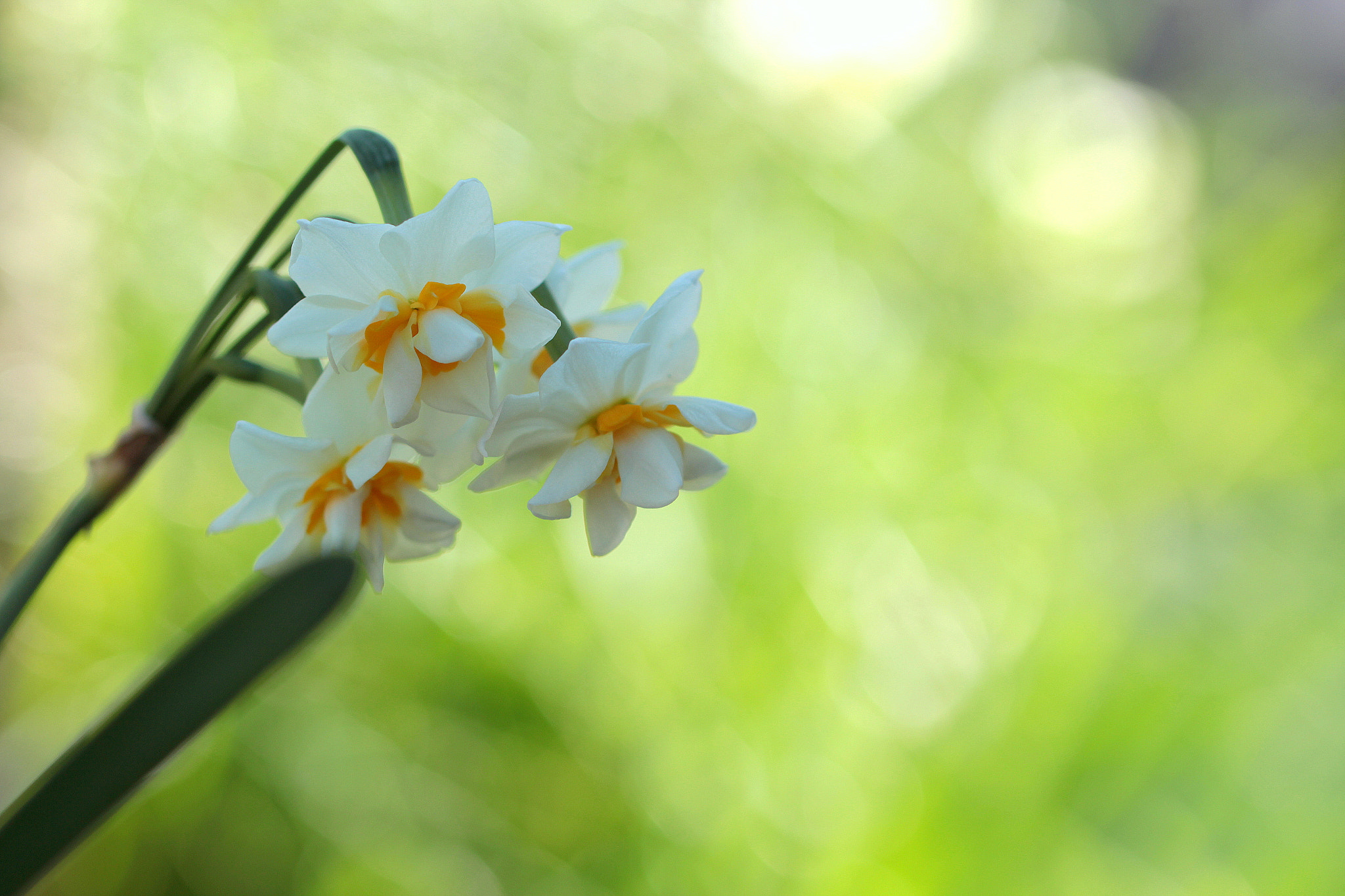 Canon EOS 650D (EOS Rebel T4i / EOS Kiss X6i) sample photo. In the light photography
