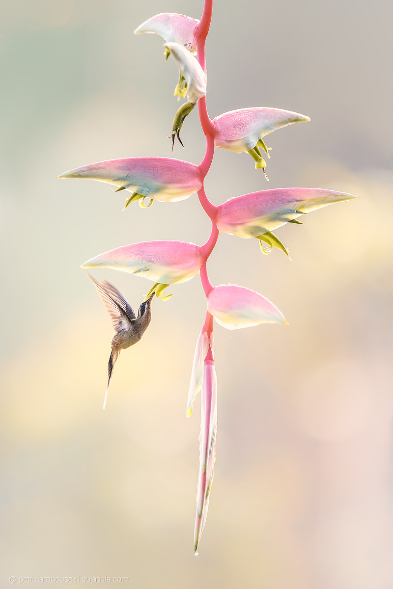 Canon EOS 6D + Canon EF 300mm F2.8L IS USM sample photo. Long-billed hermit | costa rica photography