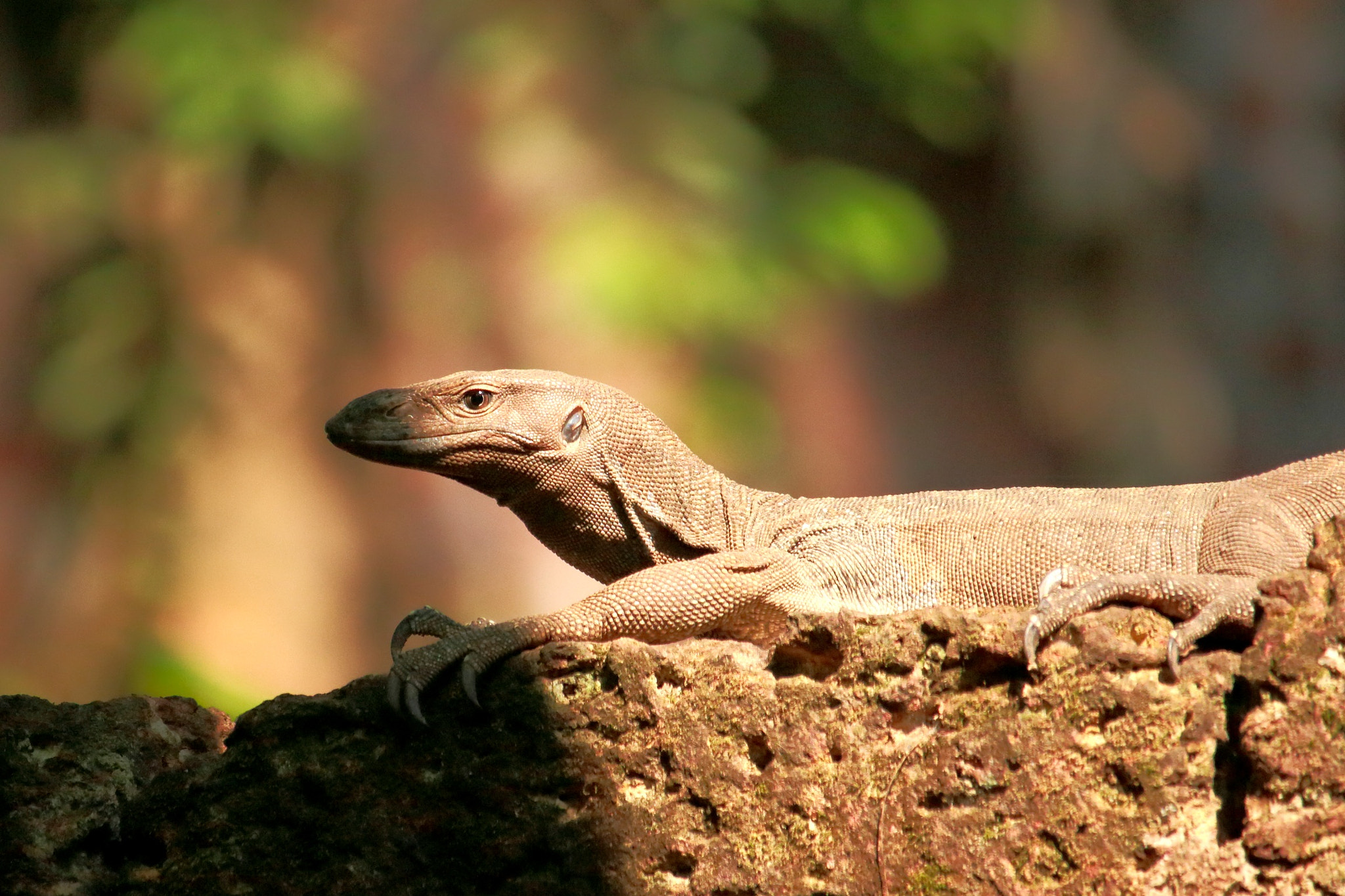 Canon EF-S 55-250mm F4-5.6 IS STM sample photo. Monitor lizard photography
