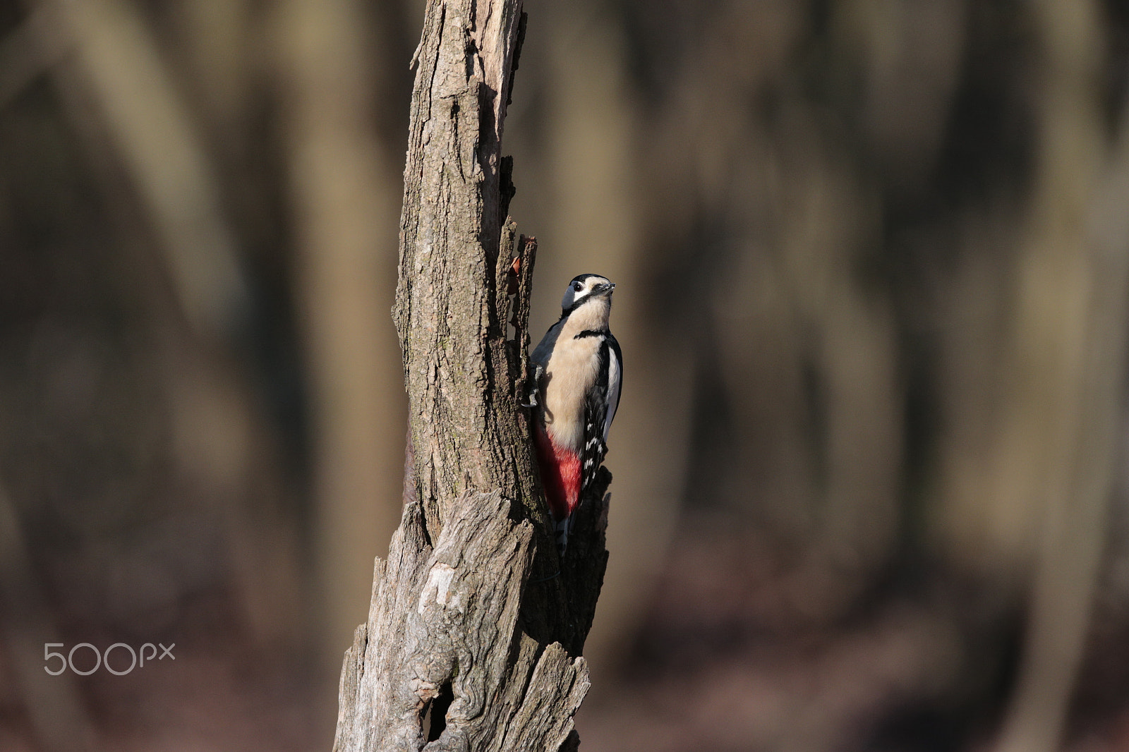 Canon EF 300mm F2.8L IS USM sample photo. Woodpecker photography