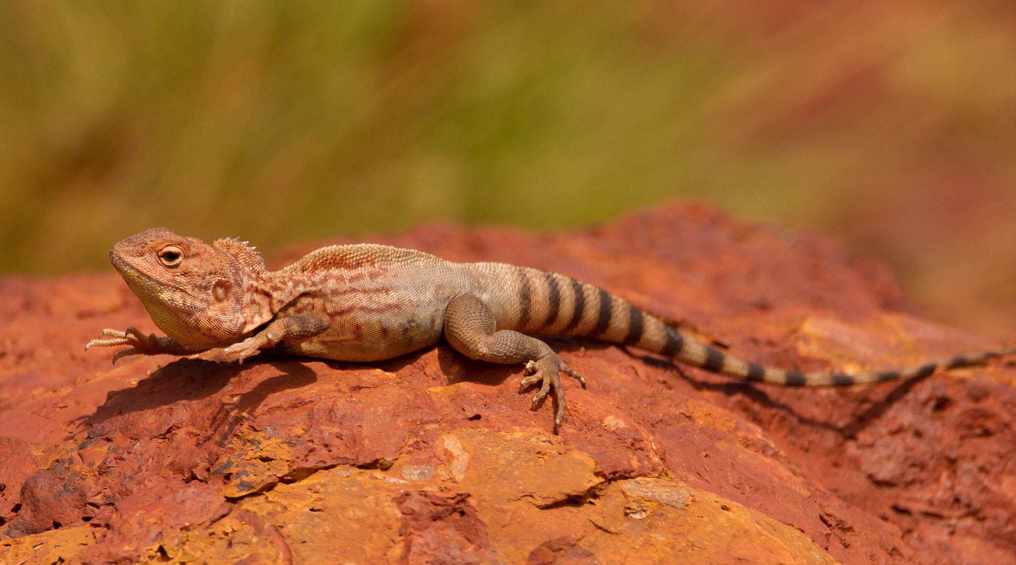 150-600mm F5-6.3 DG OS HSM | Contemporary 015 sample photo. Look mum no hands photography