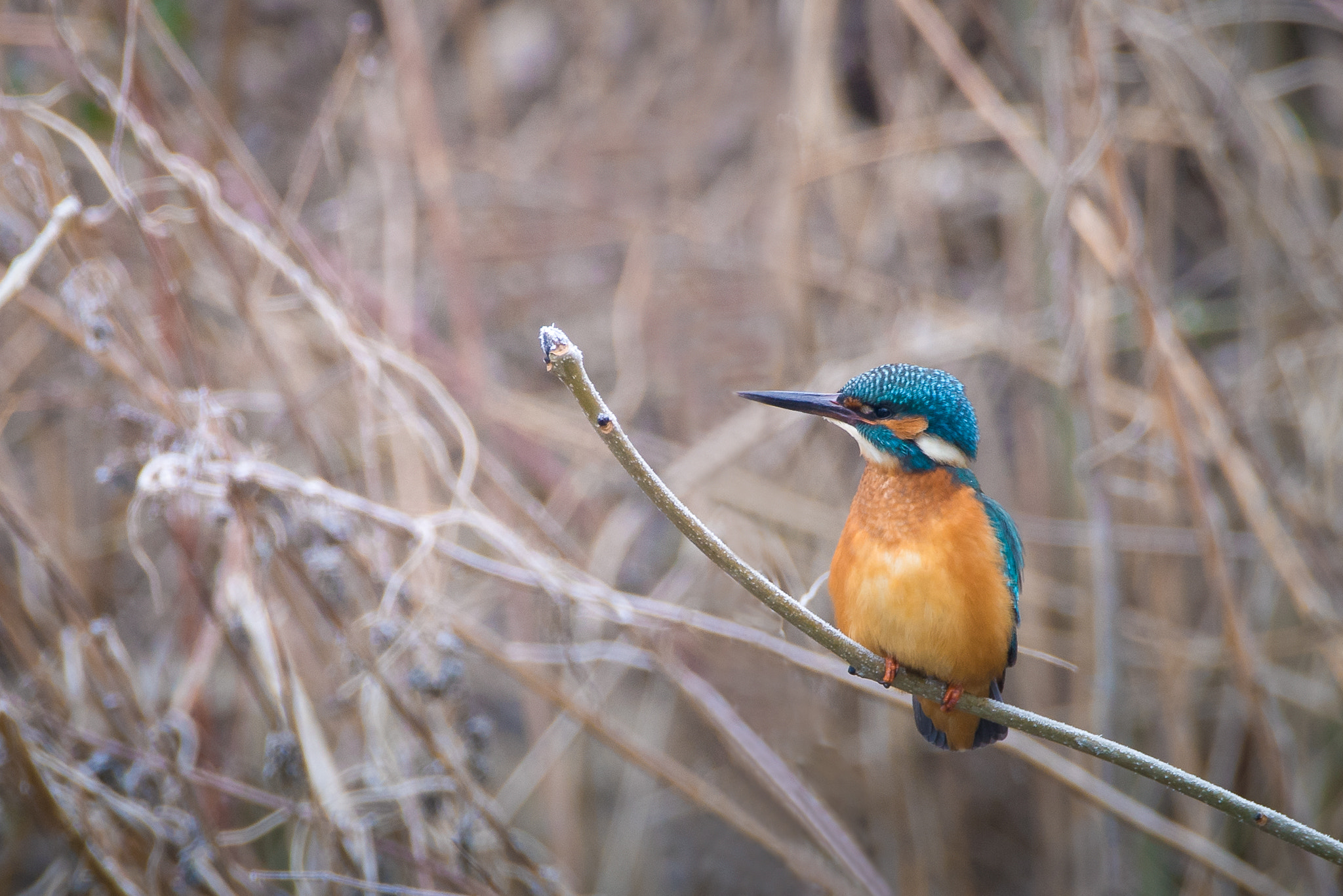 Sony a7 II + 150-600mm F5-6.2 OSS sample photo. -proud kingfisher- photography