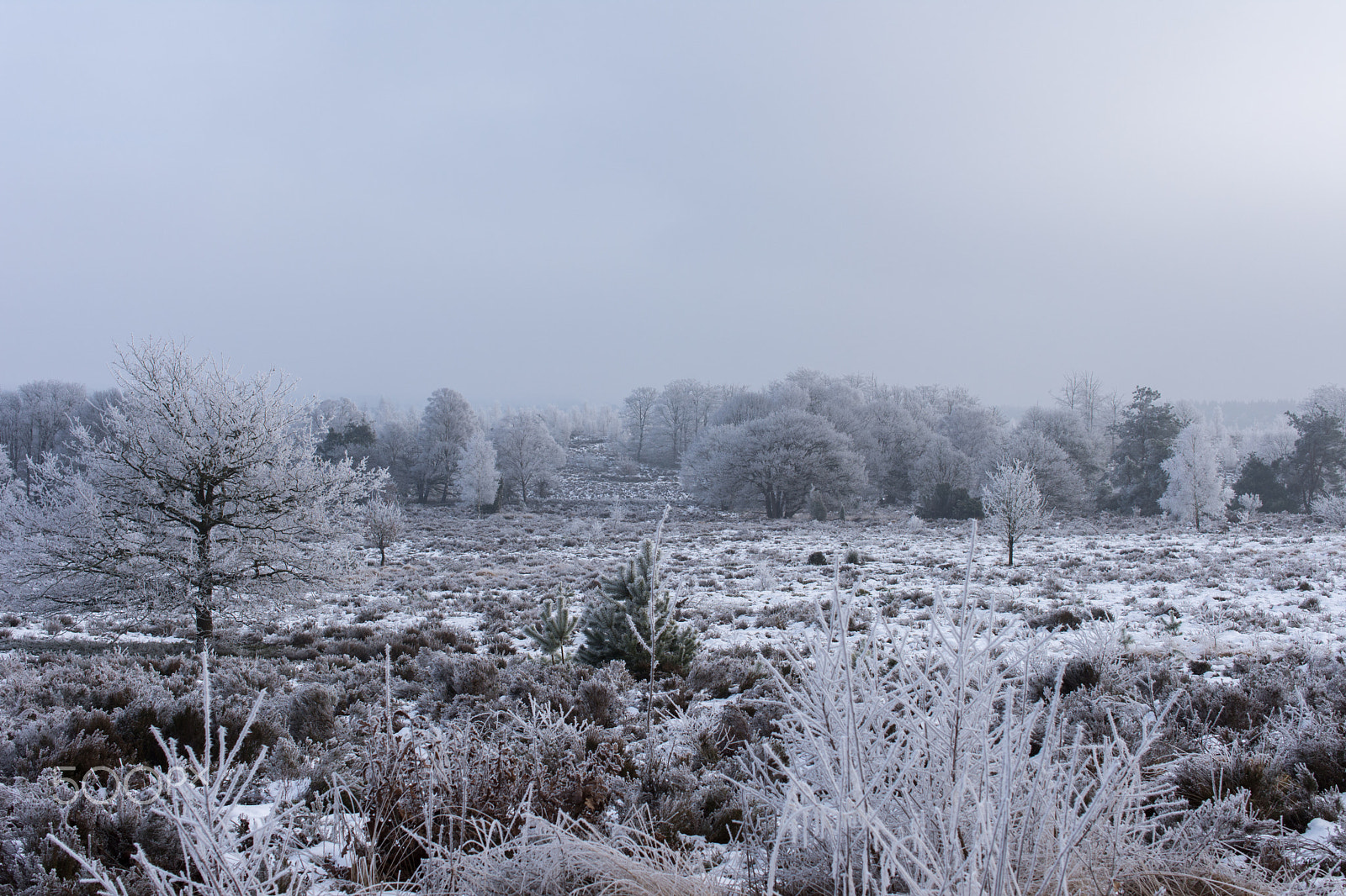 Nikon AF-S DX Micro Nikkor 40mm F2.8 sample photo. Frost, sallandse heuvelrug photography