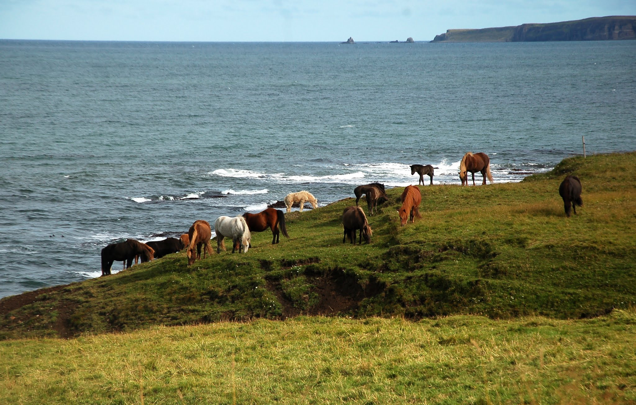 Nikon D50 sample photo. Icelandic horses photography