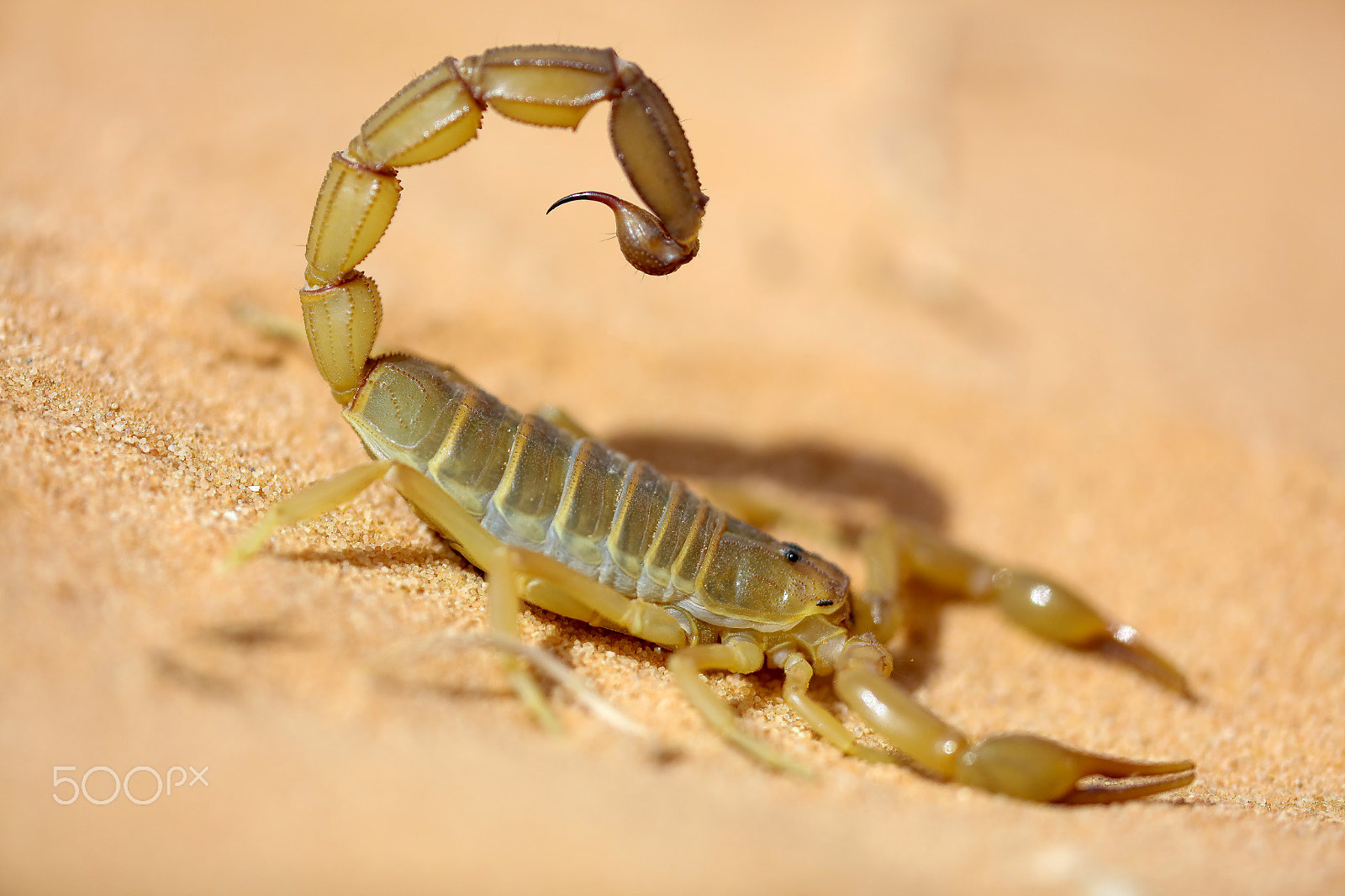 Canon EF 180mm F3.5L Macro USM sample photo. Scorpion photography