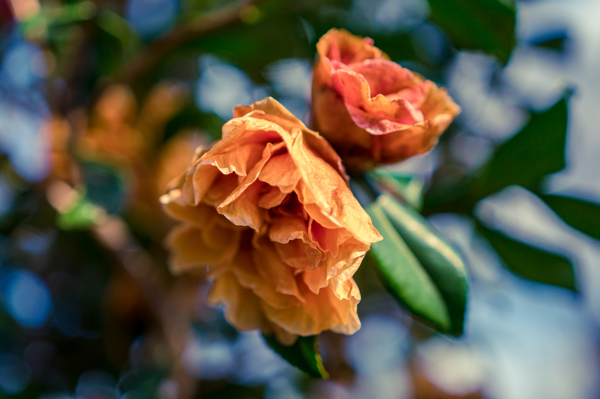 Sony a6300 + 18-35mm F1.8 DC HSM | Art 013 sample photo. Dying blooms photography