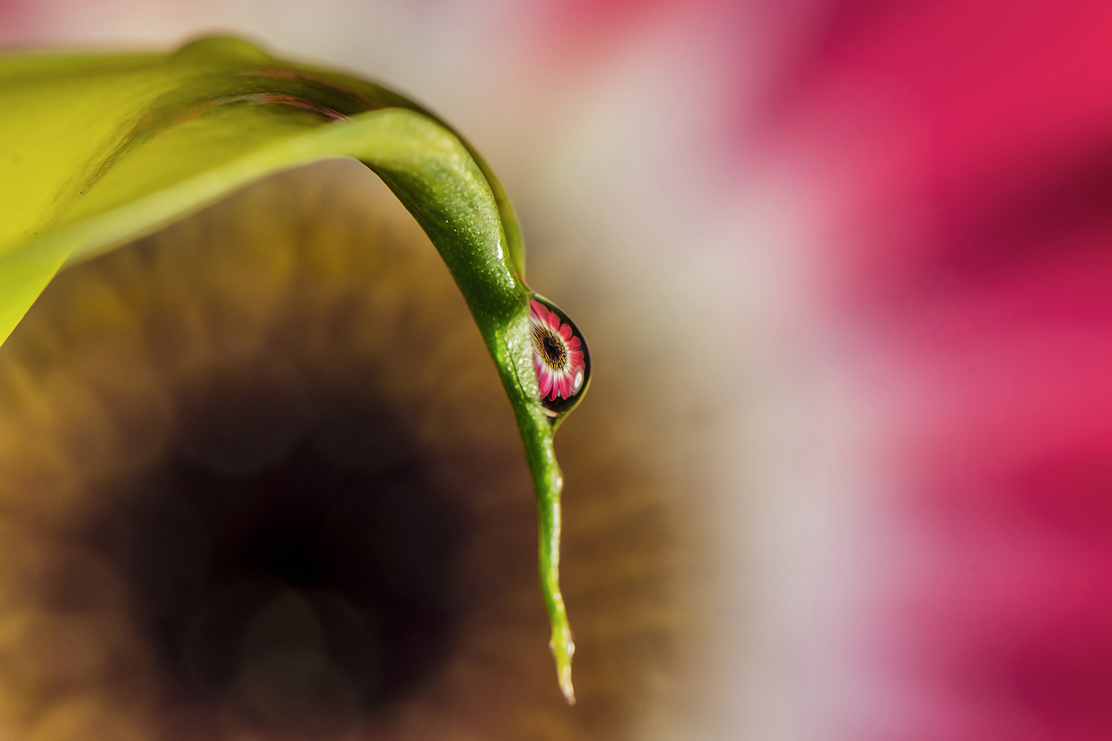 Nikon AF-S Micro-Nikkor 105mm F2.8G IF-ED VR sample photo. Tear of a flower. photography
