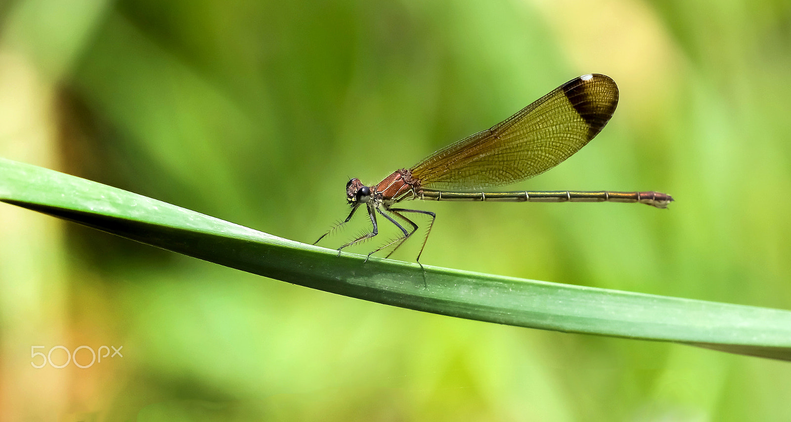 Canon EF 400mm F2.8L IS II USM sample photo. A photography