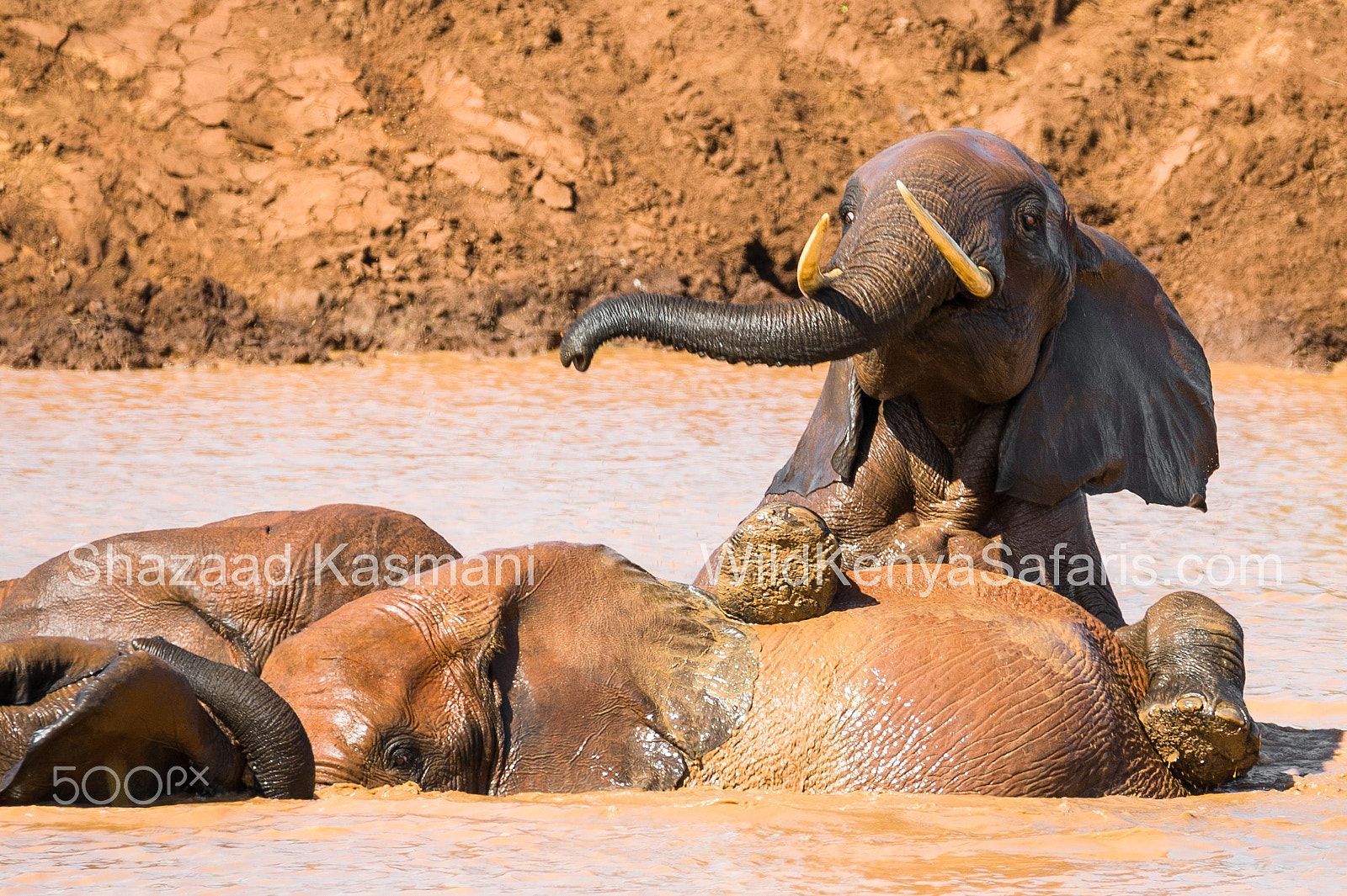 Nikon D700 + Sigma 150-600mm F5-6.3 DG OS HSM | C sample photo. Tsavo elephants splish splash photography