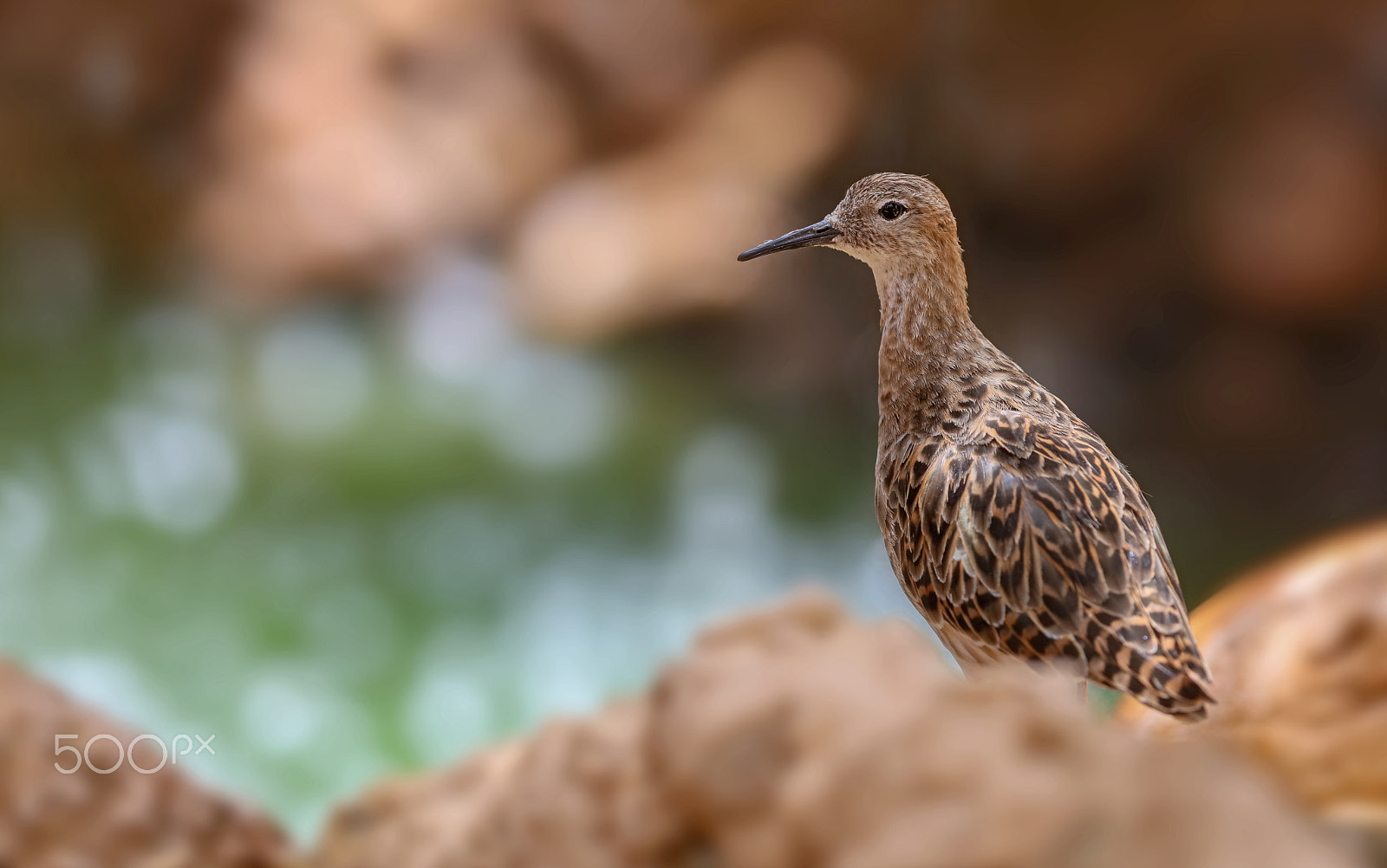 Canon EF 400mm F2.8L IS II USM sample photo. Image photography