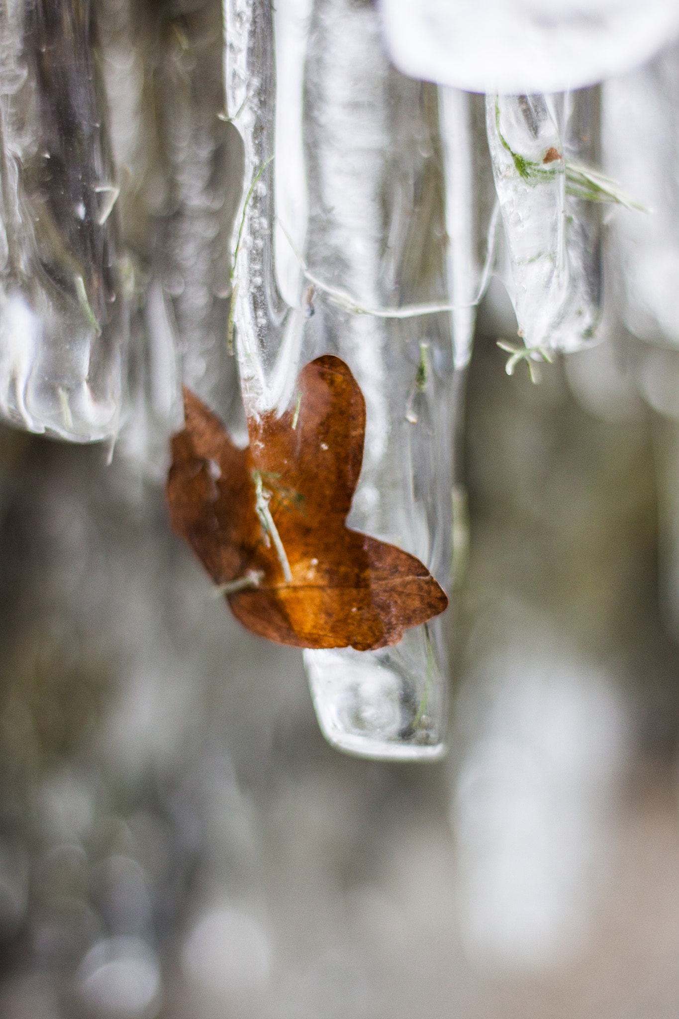 Canon EOS 50D + Canon EF 50mm F1.8 STM sample photo. Lac leman photography