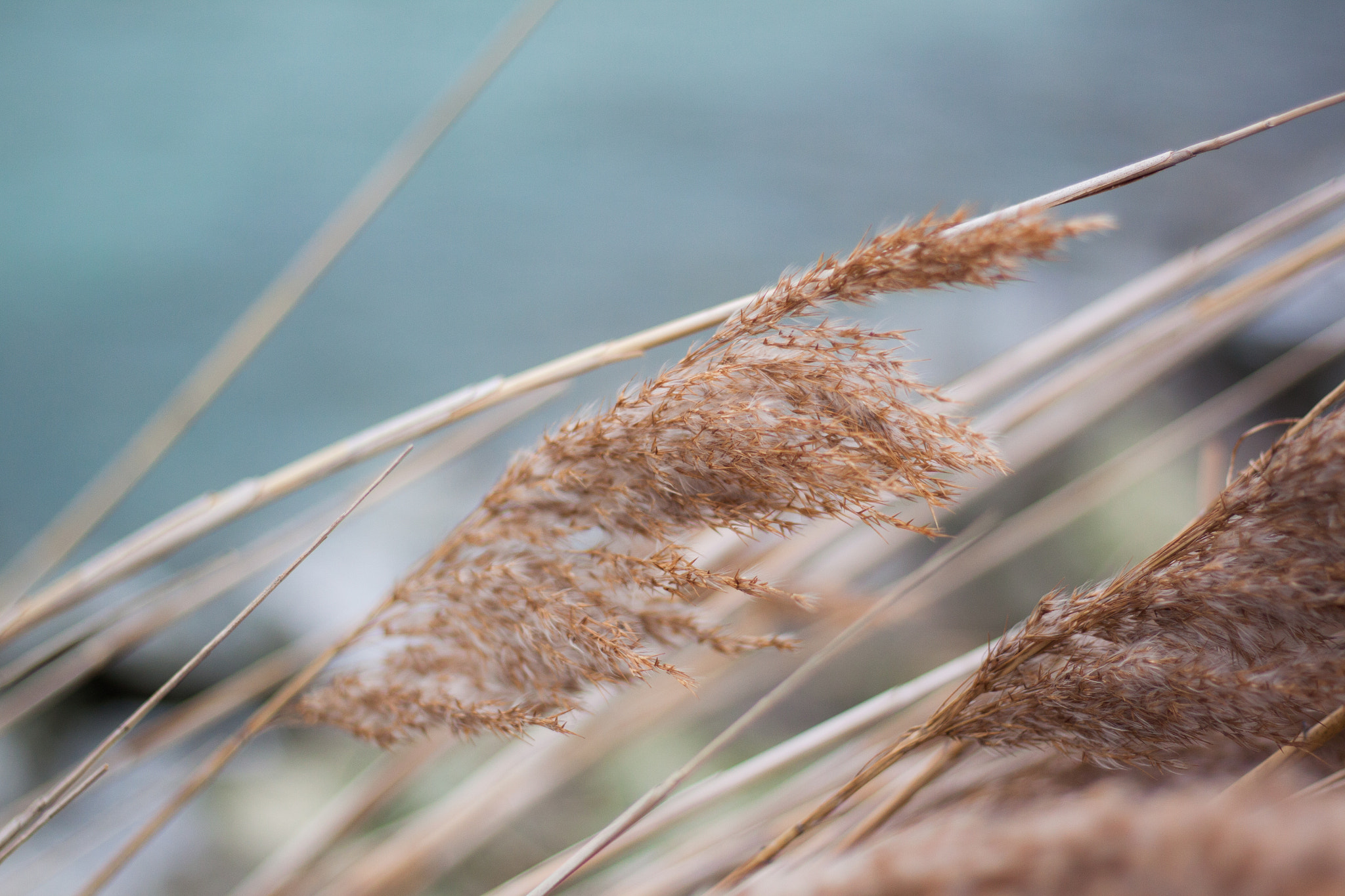 Canon EOS 50D + Canon EF 50mm F1.8 STM sample photo. Lac leman photography