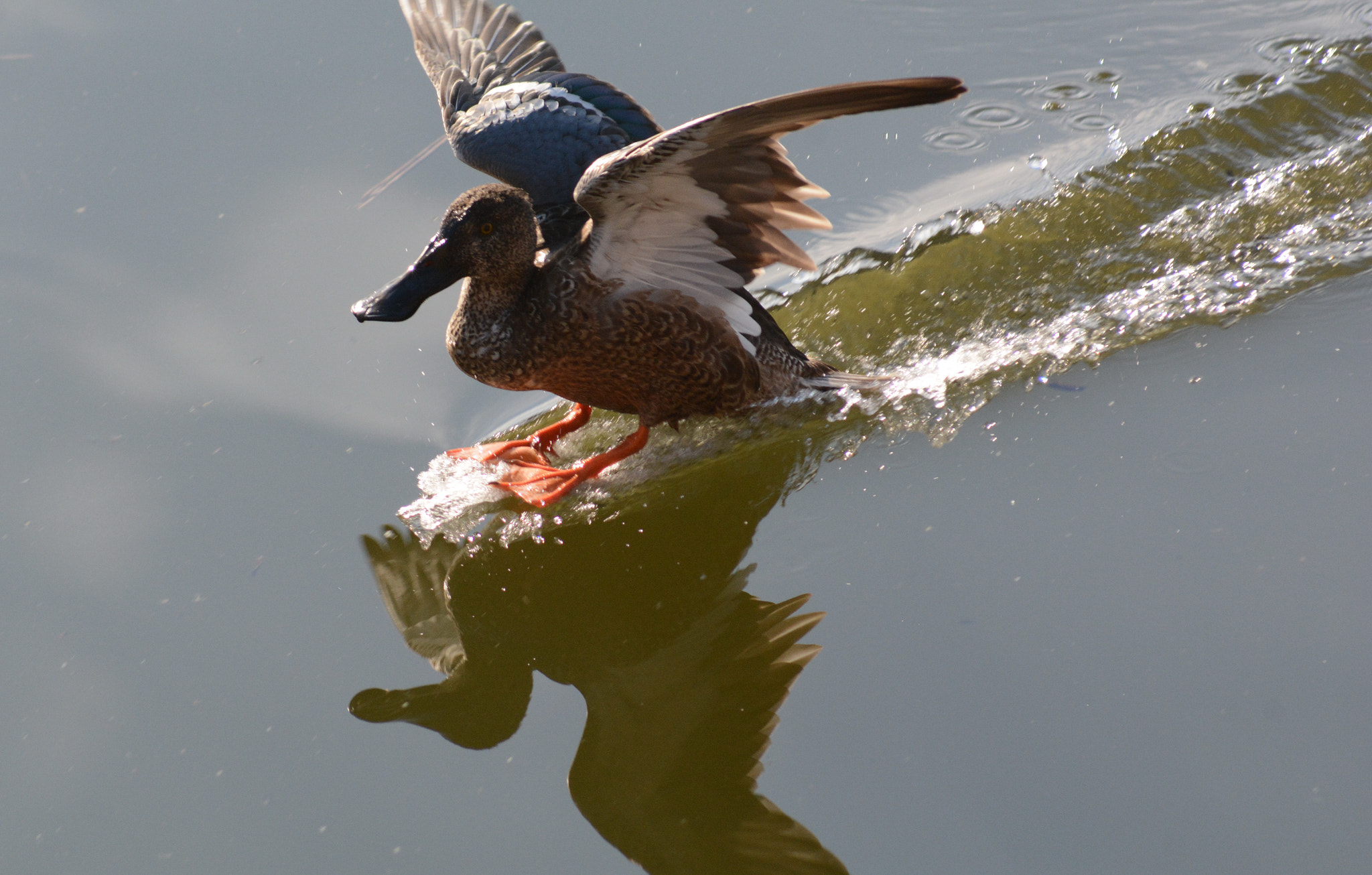 Sigma 70-300mm F4-5.6 APO DG Macro sample photo. Nothern shoveler : landing photography