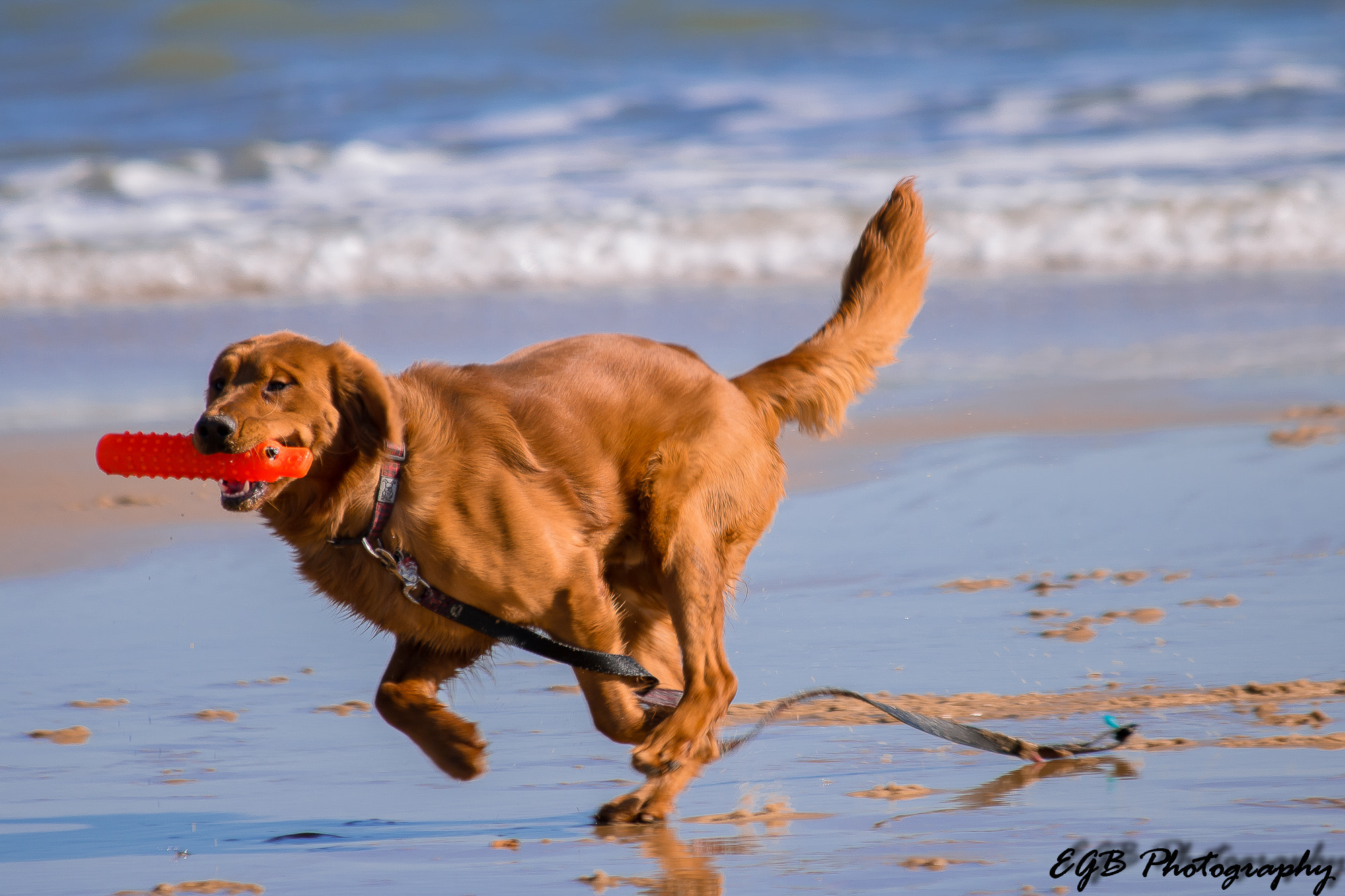 Canon EF 70-300mm F4-5.6 IS USM sample photo. Play time photography