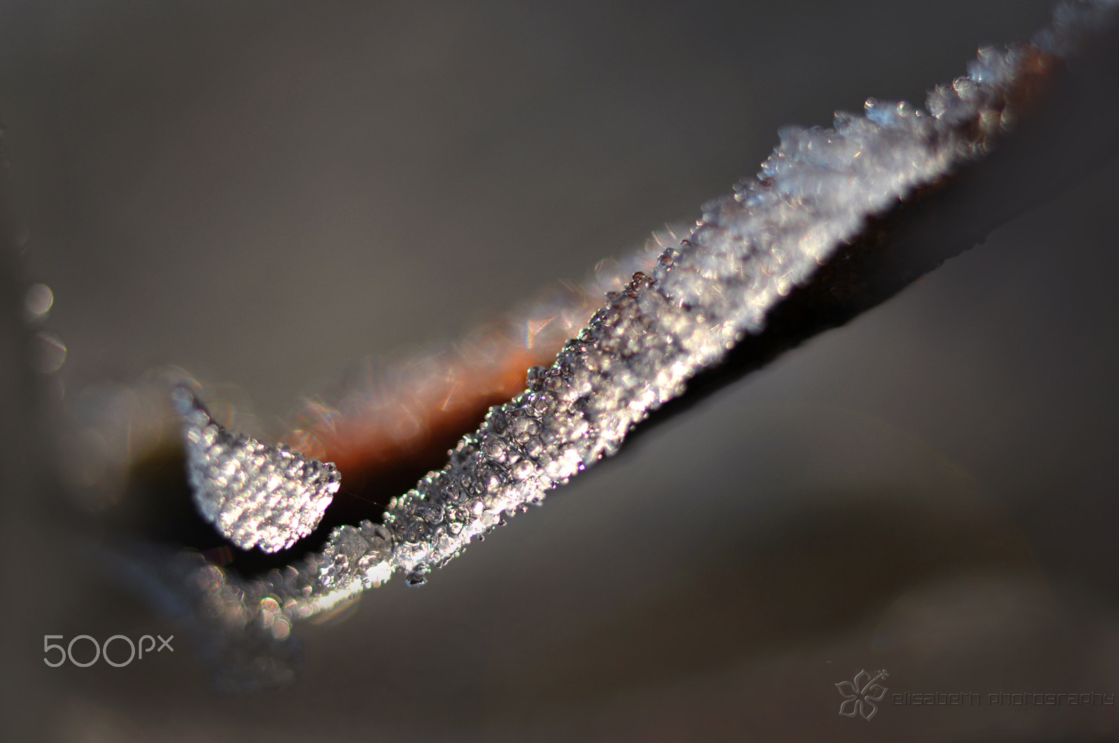 Nikon AF-S Micro-Nikkor 60mm F2.8G ED sample photo. Elisabeth photo photography