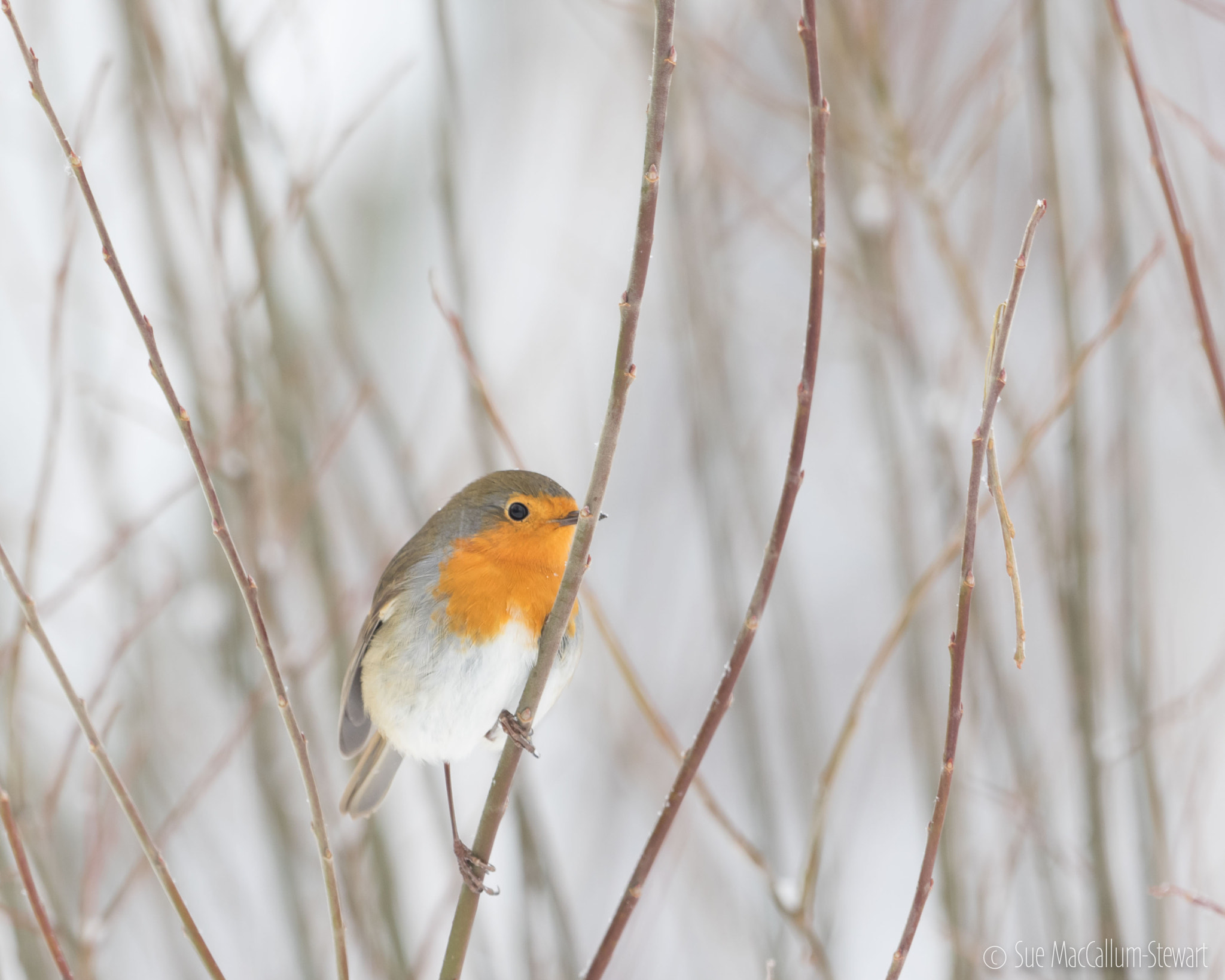 Olympus OM-D E-M1 + OLYMPUS M.300mm F4.0 sample photo. Watching photography