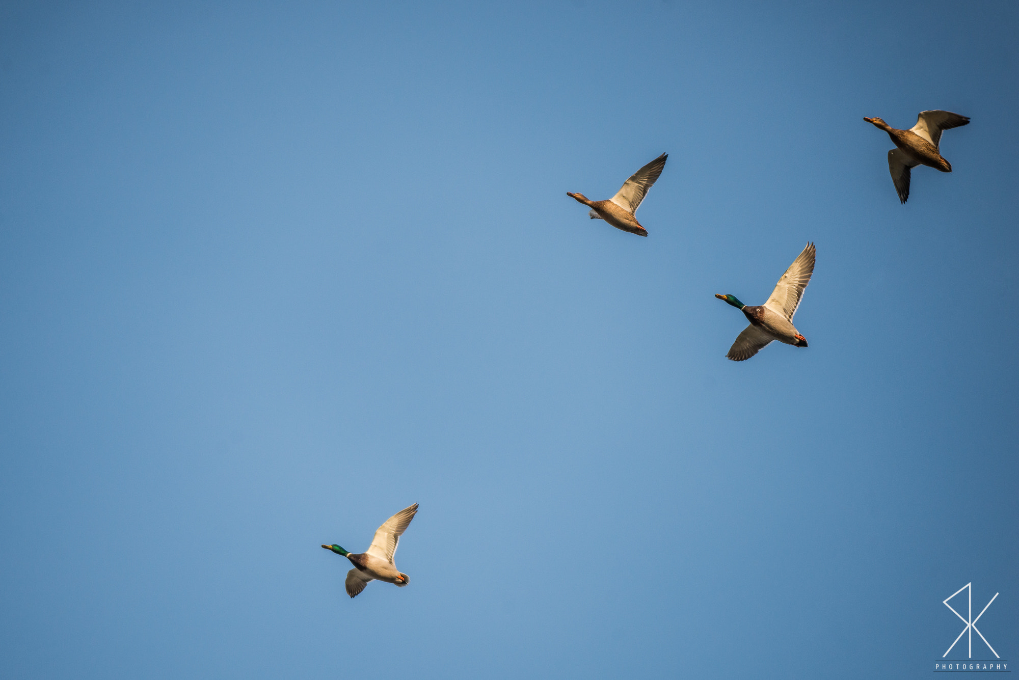 Sigma 70-200mm F2.8 EX DG OS HSM sample photo. Ducks photography