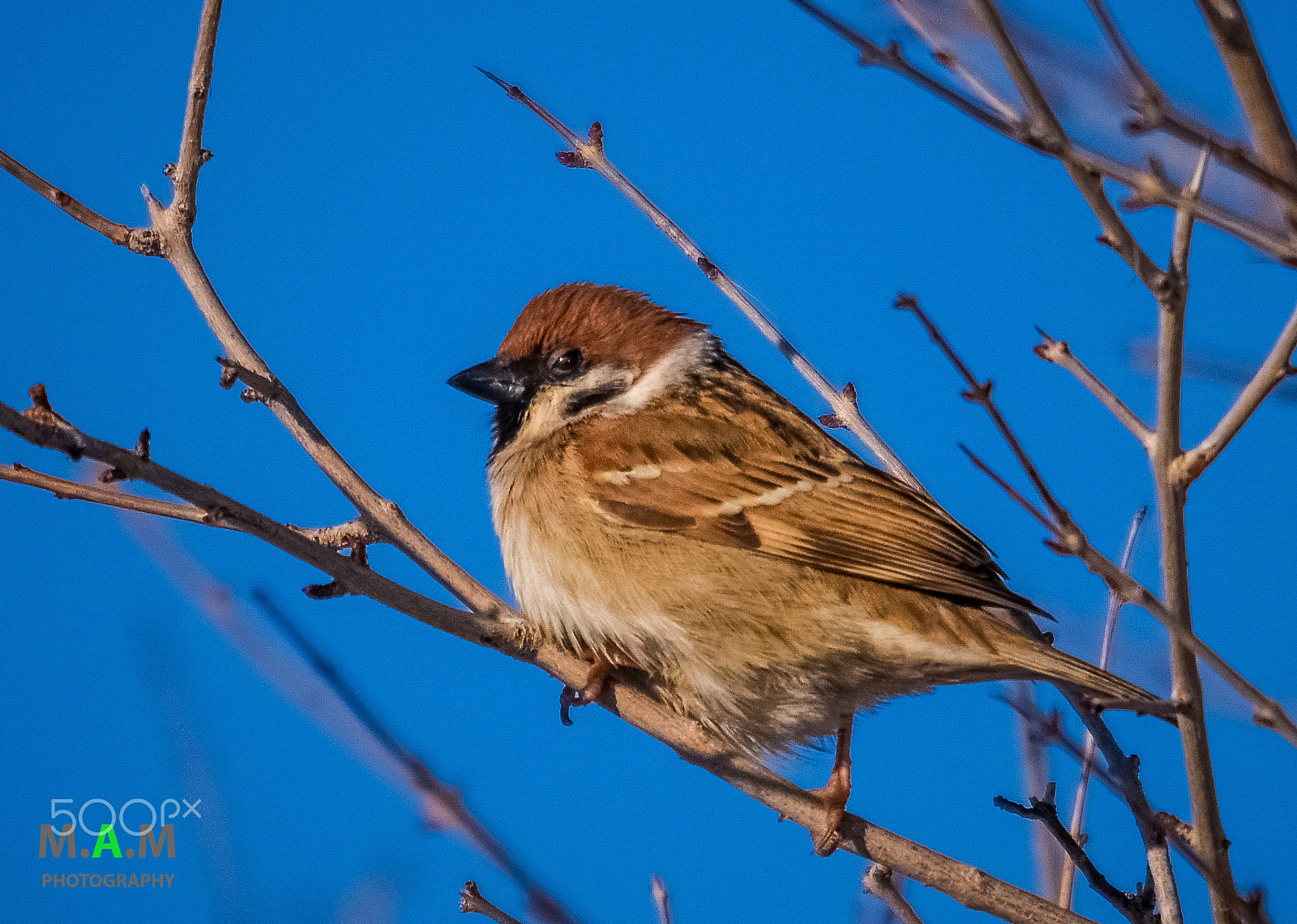 Sigma 150-500mm F5-6.3 DG OS HSM sample photo. Neighbours photography