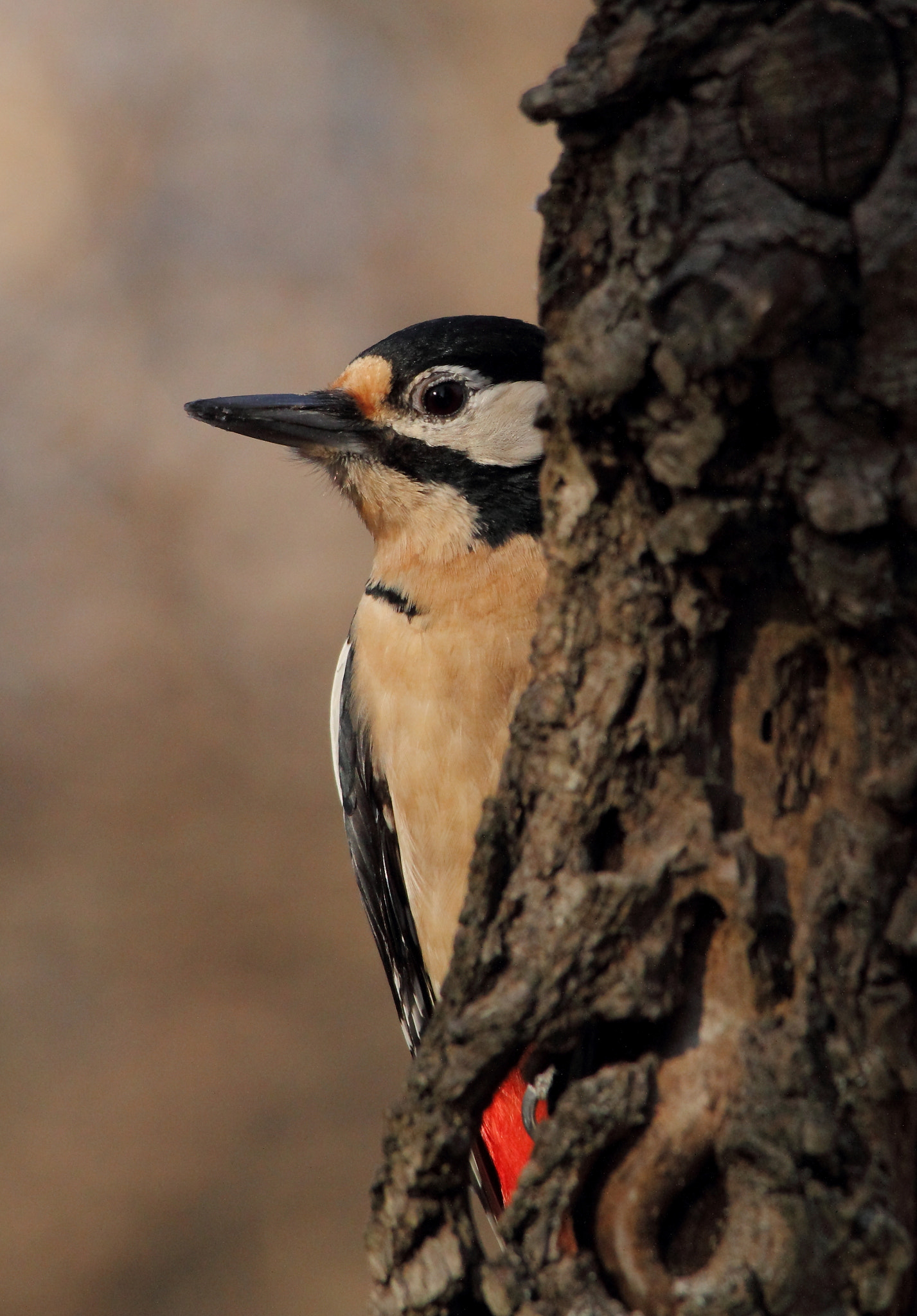 Canon EOS 7D + Sigma 150-500mm F5-6.3 DG OS HSM sample photo. Great spotted wood pecker, picchio rosso maggiore  photography