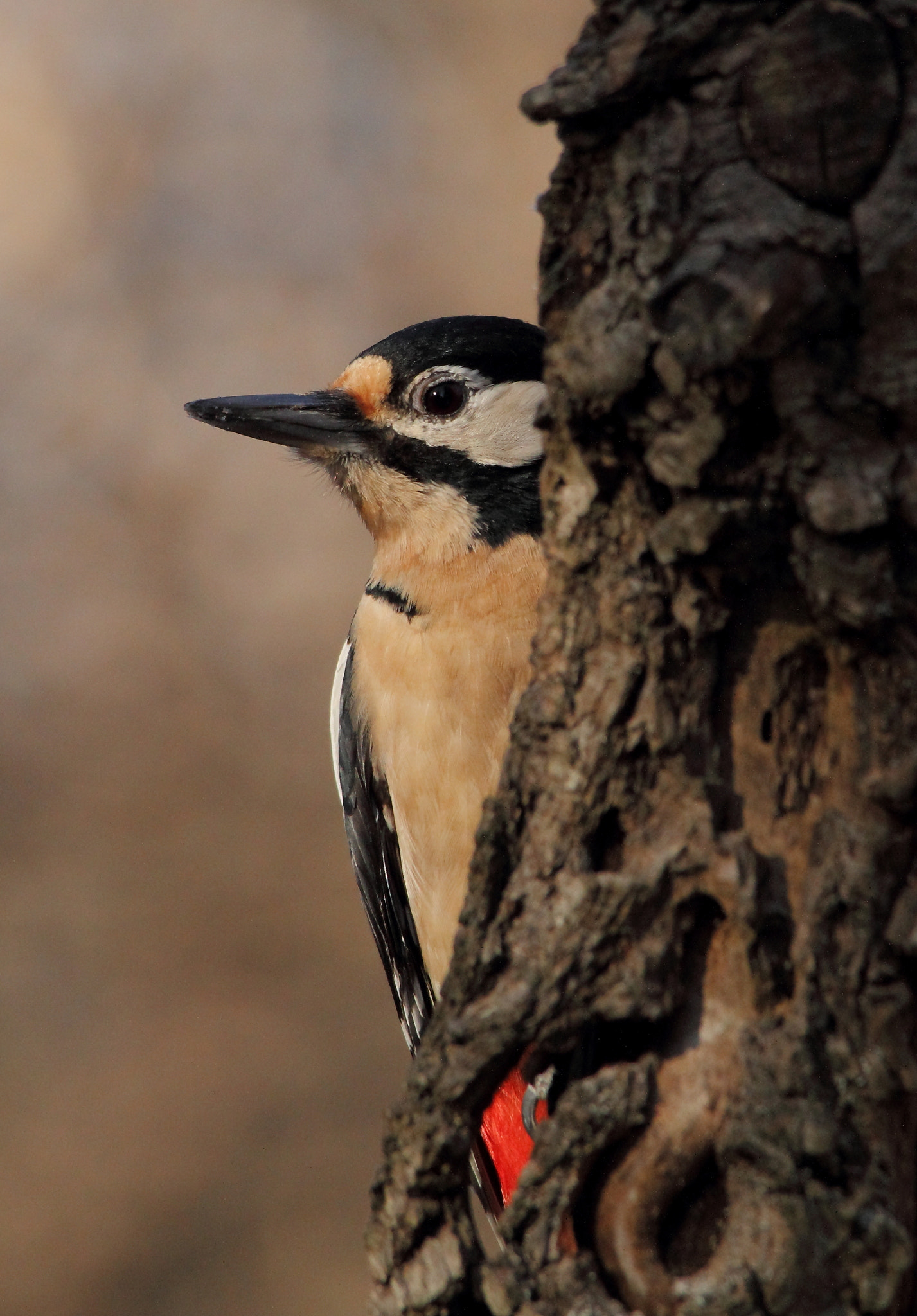Sigma 150-500mm F5-6.3 DG OS HSM sample photo. Great spotted wood pecker, picchio rosso maggiore  photography