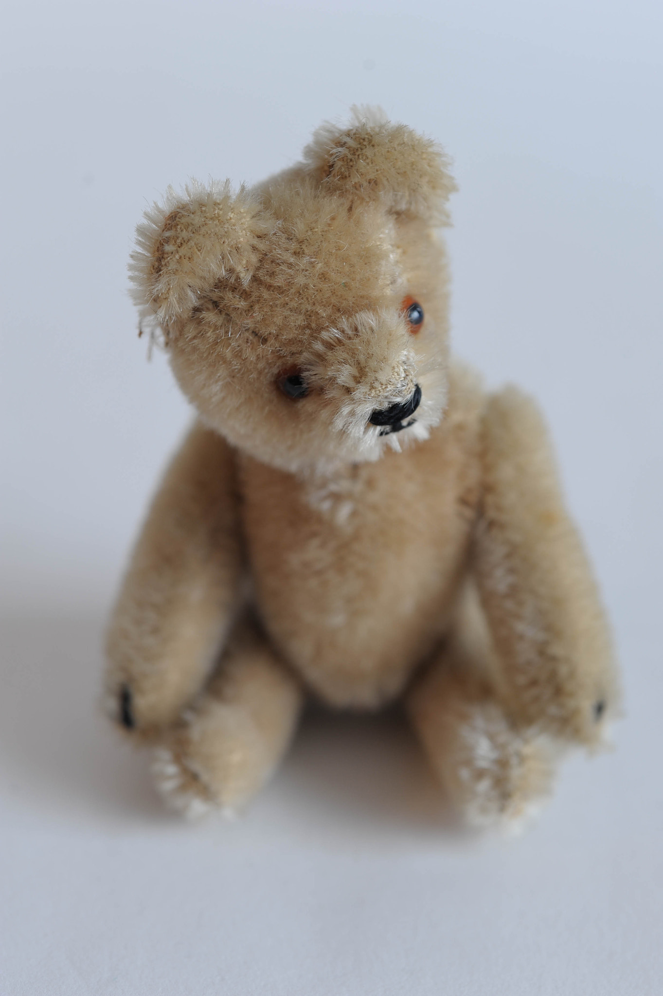 Nikon AF Micro-Nikkor 60mm F2.8D sample photo. My bear photography