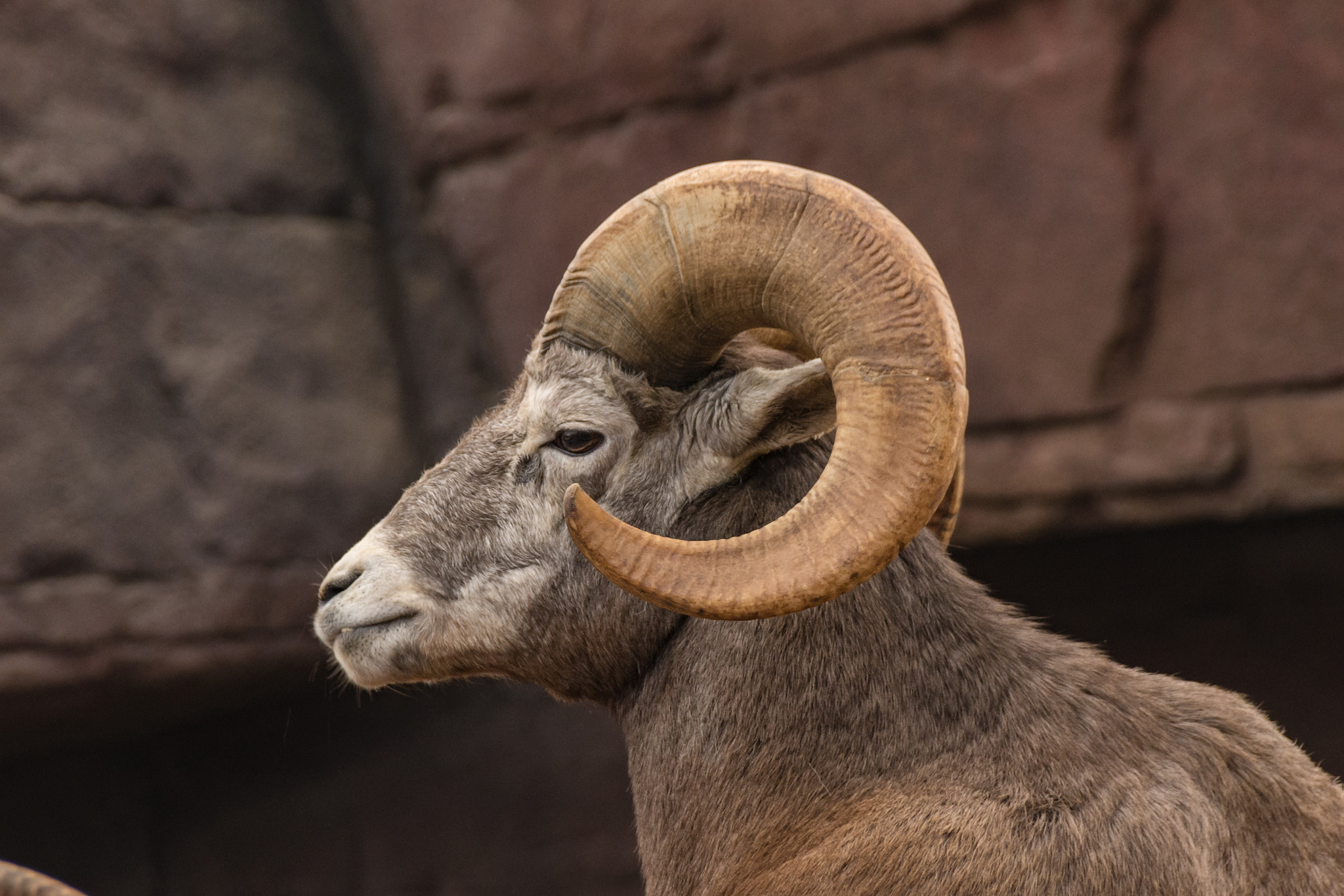 Sigma 18-250mm F3.5-6.3 DC Macro OS HSM sample photo. Bighorn photography