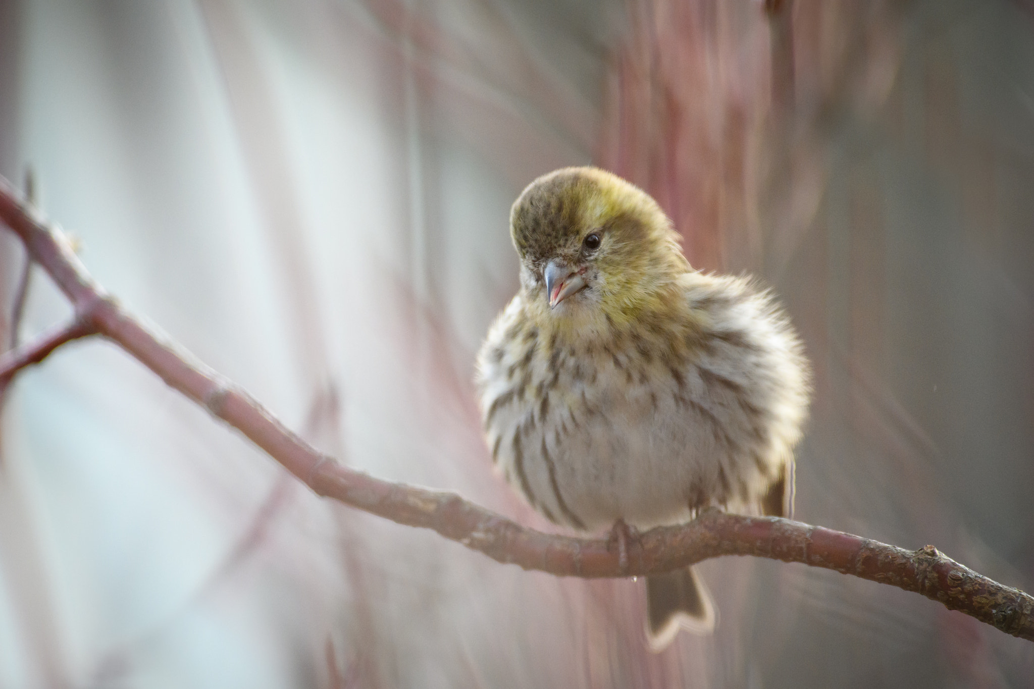 Nikon AF-S Nikkor 300mm F2.8G ED VR II sample photo. Small singer photography