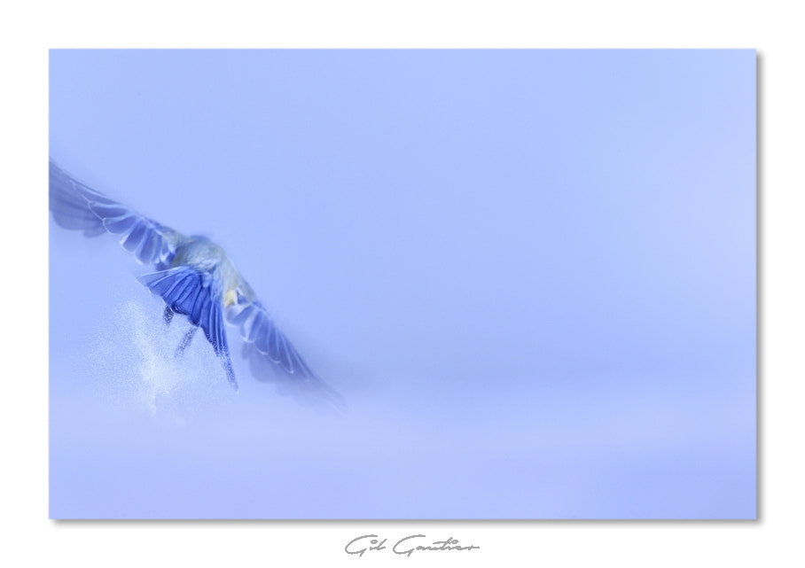 Nikon AF-S Nikkor 300mm F2.8G ED-IF VR sample photo. Ready for takeoff photography