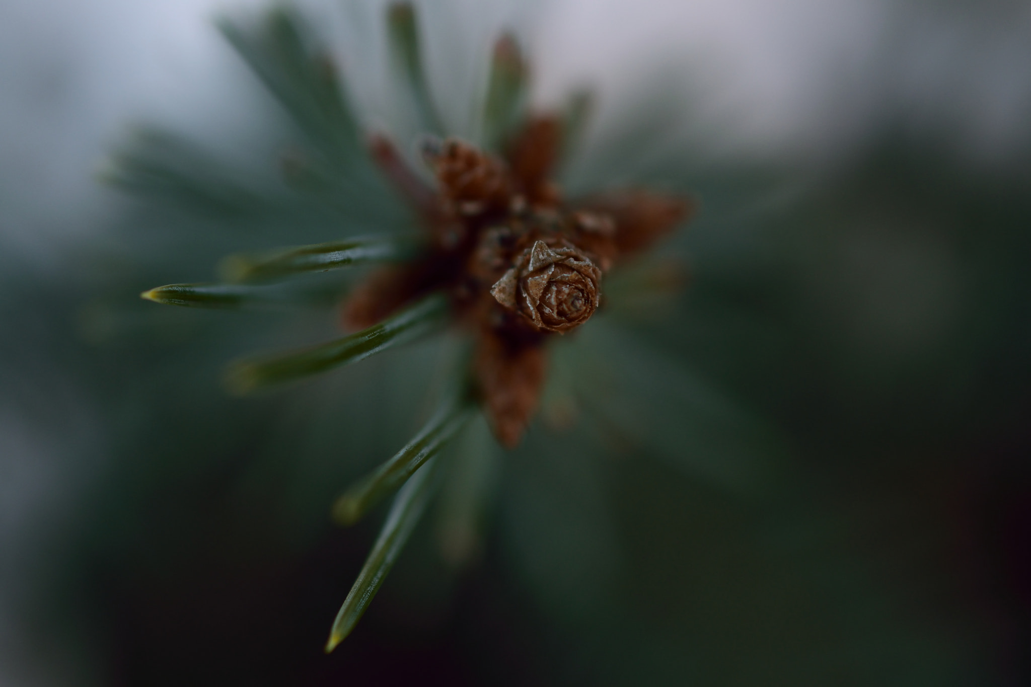 Nikon AF-S DX Micro Nikkor 40mm F2.8 sample photo. Fir needles photography