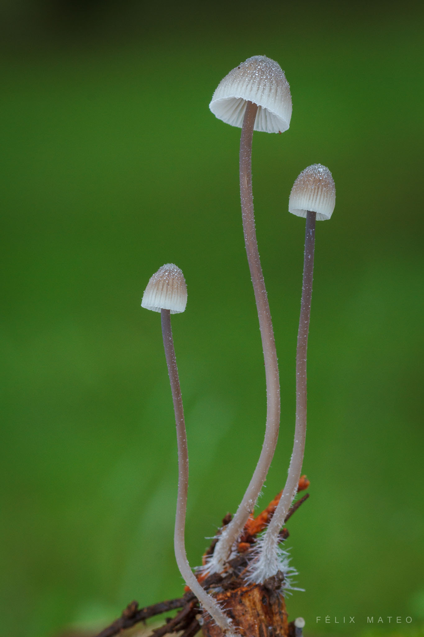 Canon EOS 7D + Tamron SP AF 90mm F2.8 Di Macro sample photo. Mycena arcangeliana photography