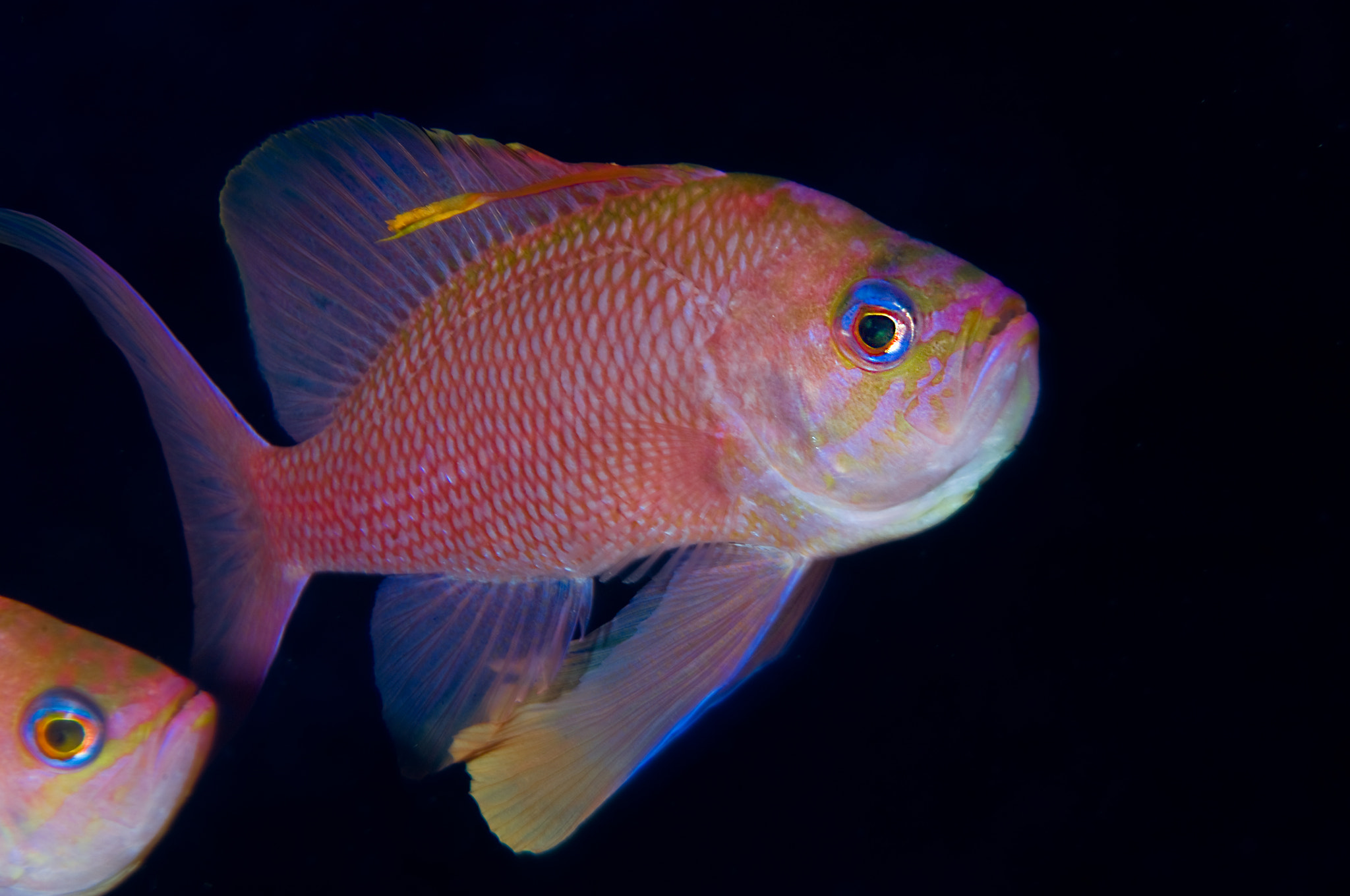 Nikon D2X sample photo. Anthias photography