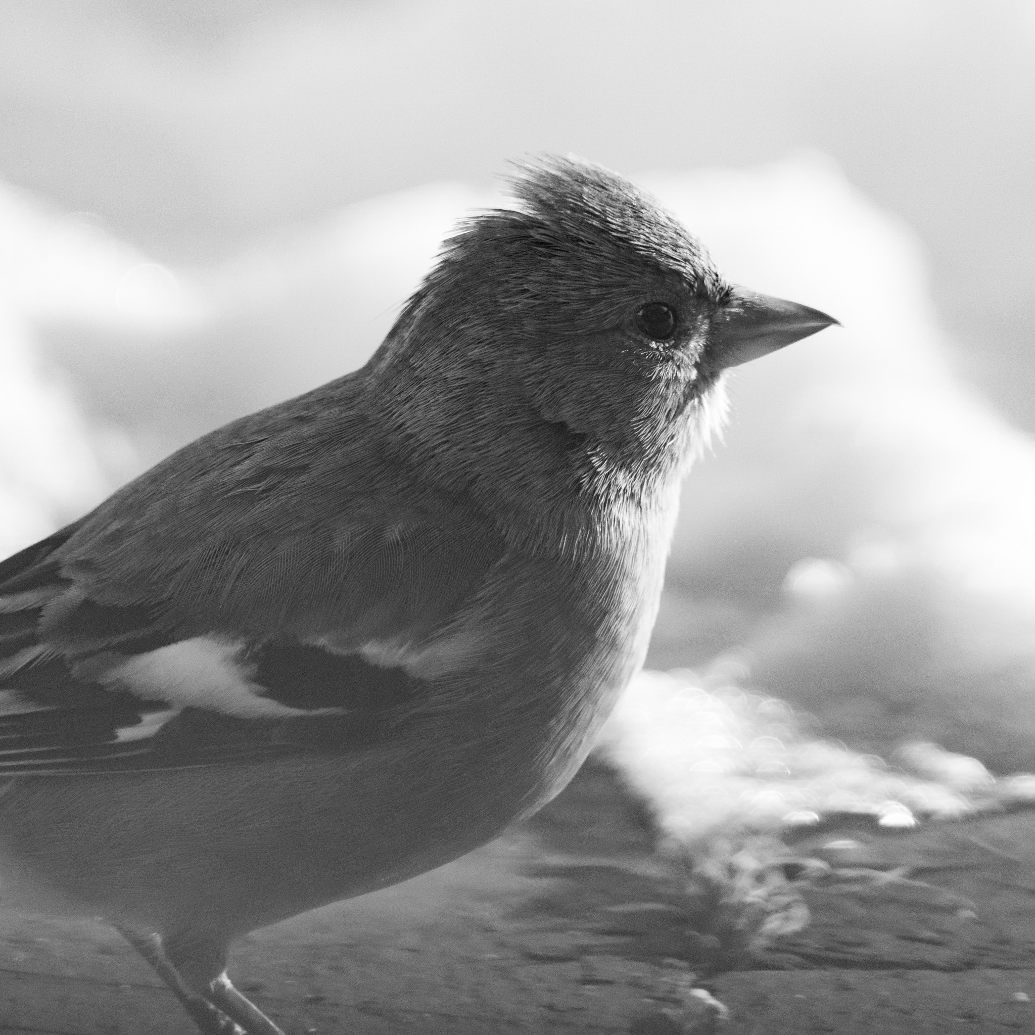 Sony ILCA-77M2 + Sony 70-400mm F4-5.6 G SSM sample photo. Black and white portrait photography
